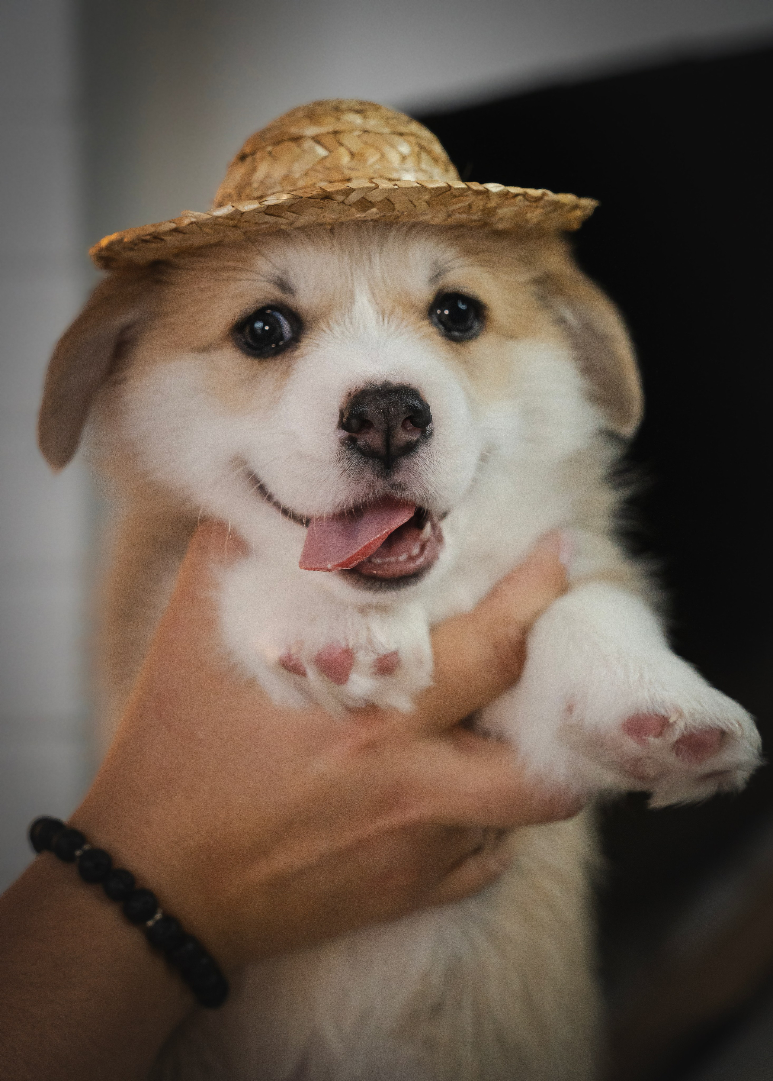 Щенки. Семейный фотограф анималист г. Находка