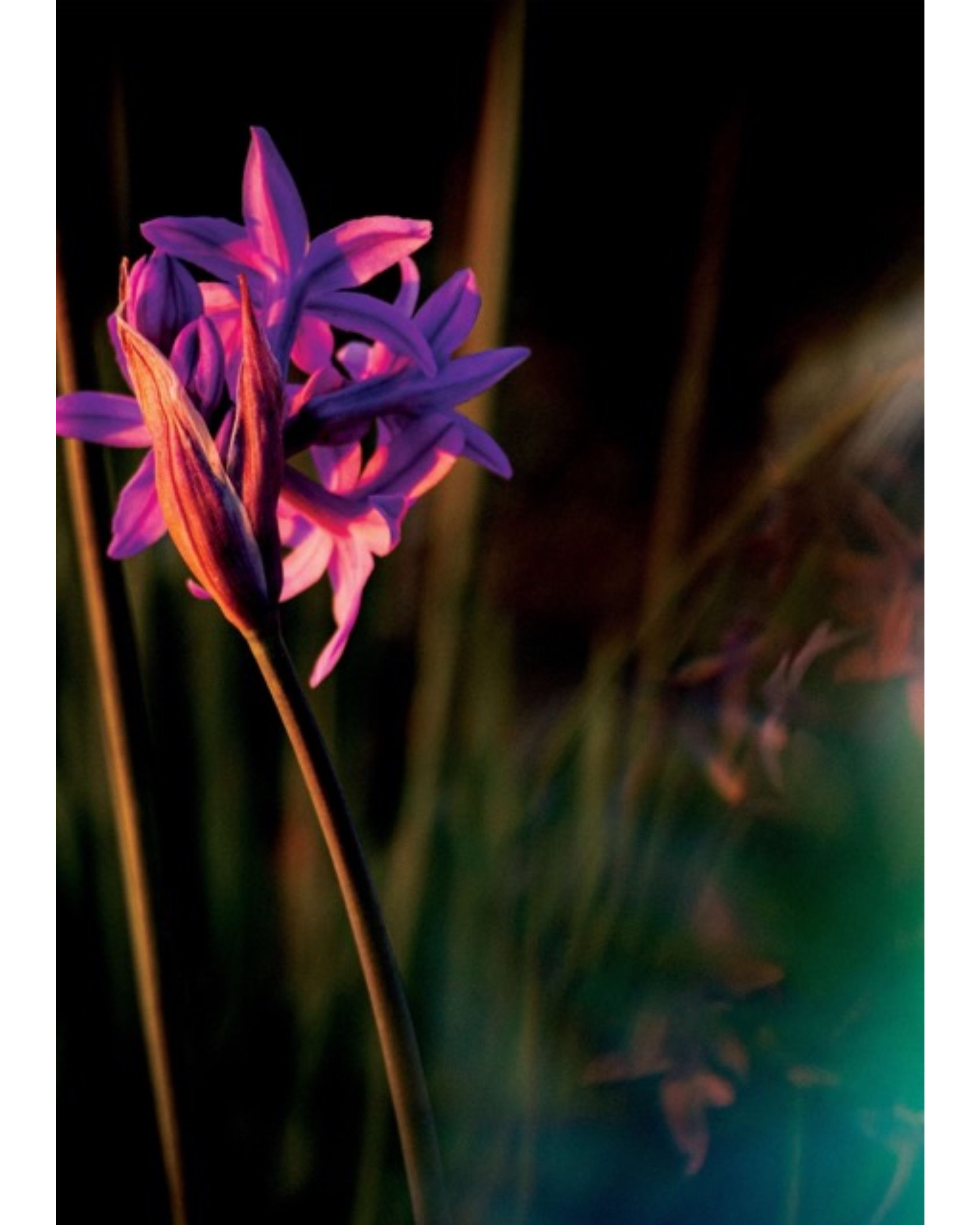 SHOP. OLGA NEFF. Artist. Visual, Music, Poetry