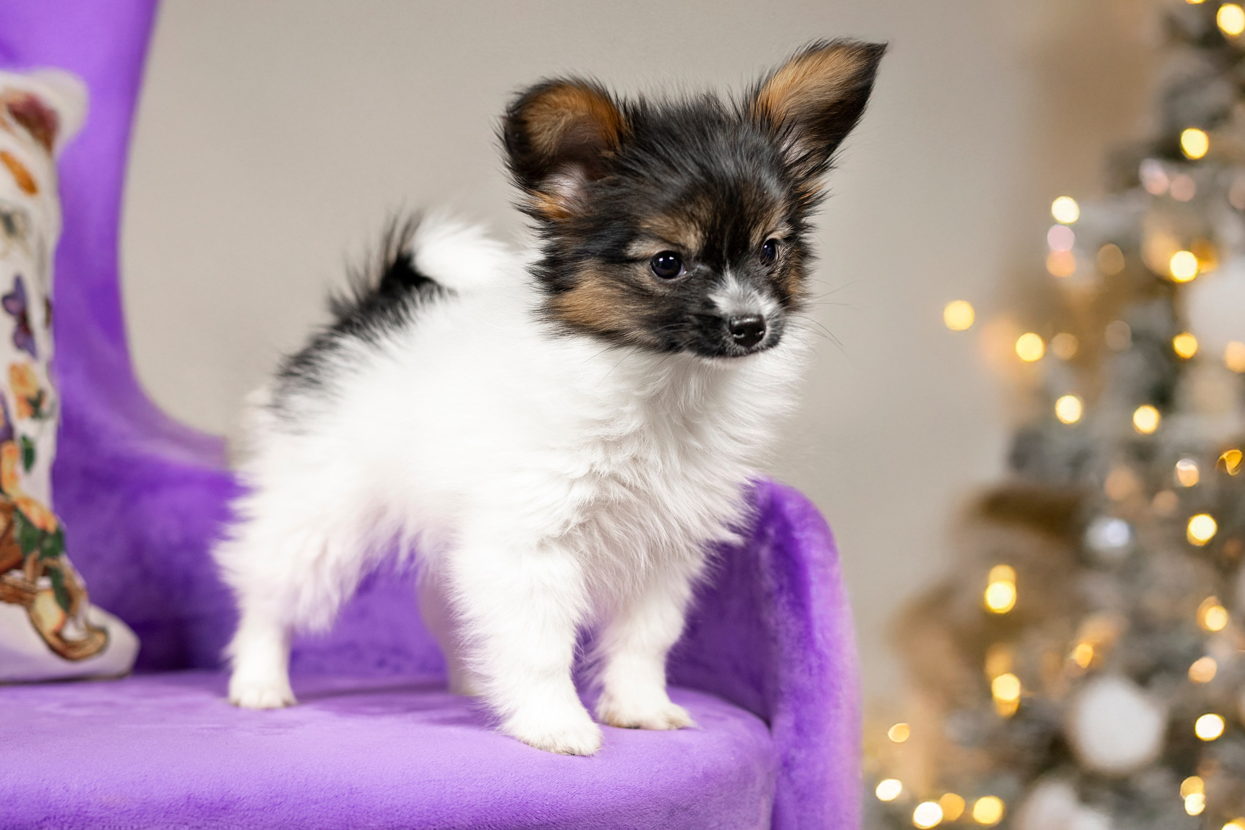 Щенки Папильона. Фотограф анималист в Санкт-Петербурге Таша Крейв