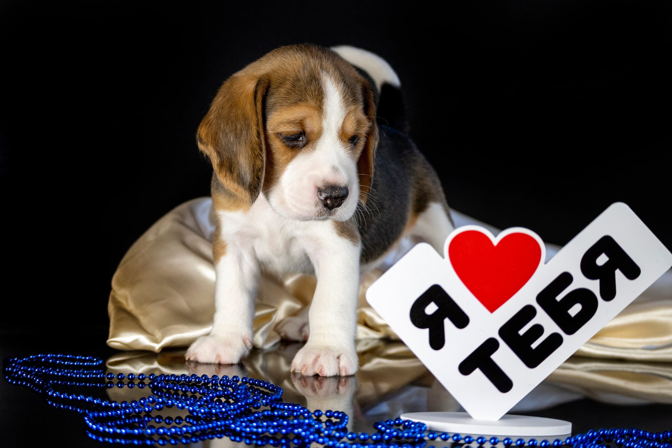 Фотограф анималист в Санкт-Петербурге Таша Крейв