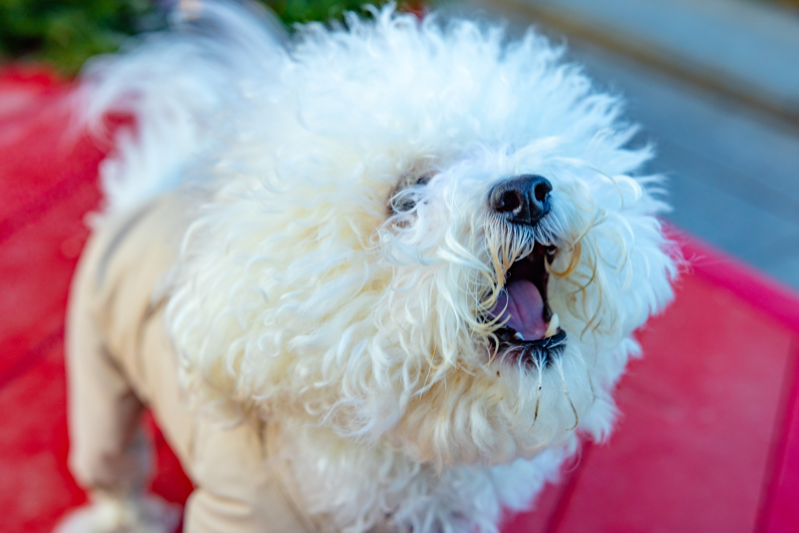 Клуб грумеров (прогулка и семинары). Виктория Зудина — фотограф в Москве