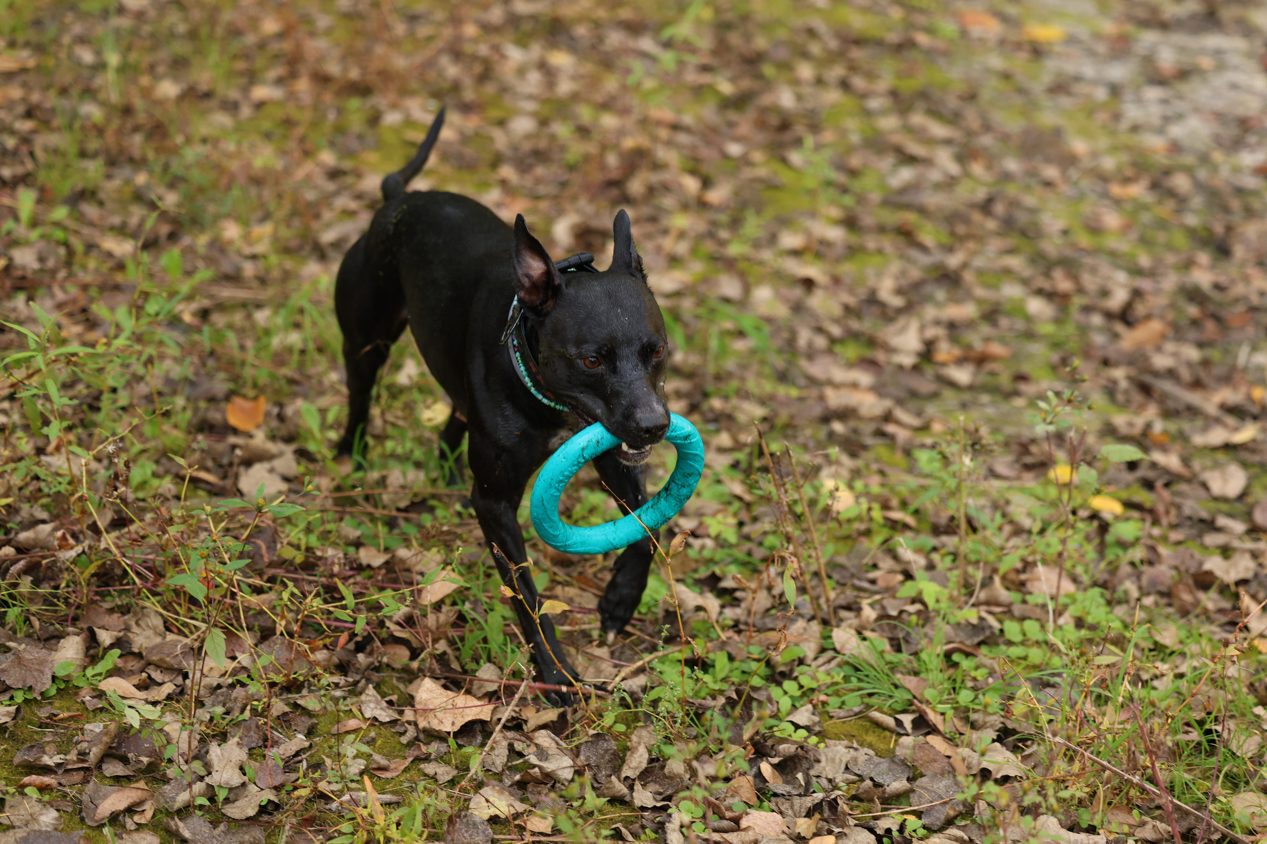 Алена и Бора. Виктория Михайловская. Фотограф-анималист. Москва