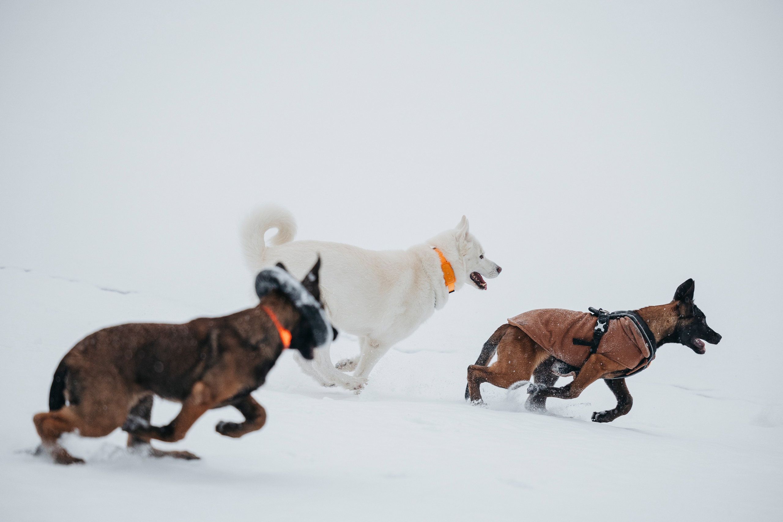Карьер. Фотограф-анималист Анна Маринич