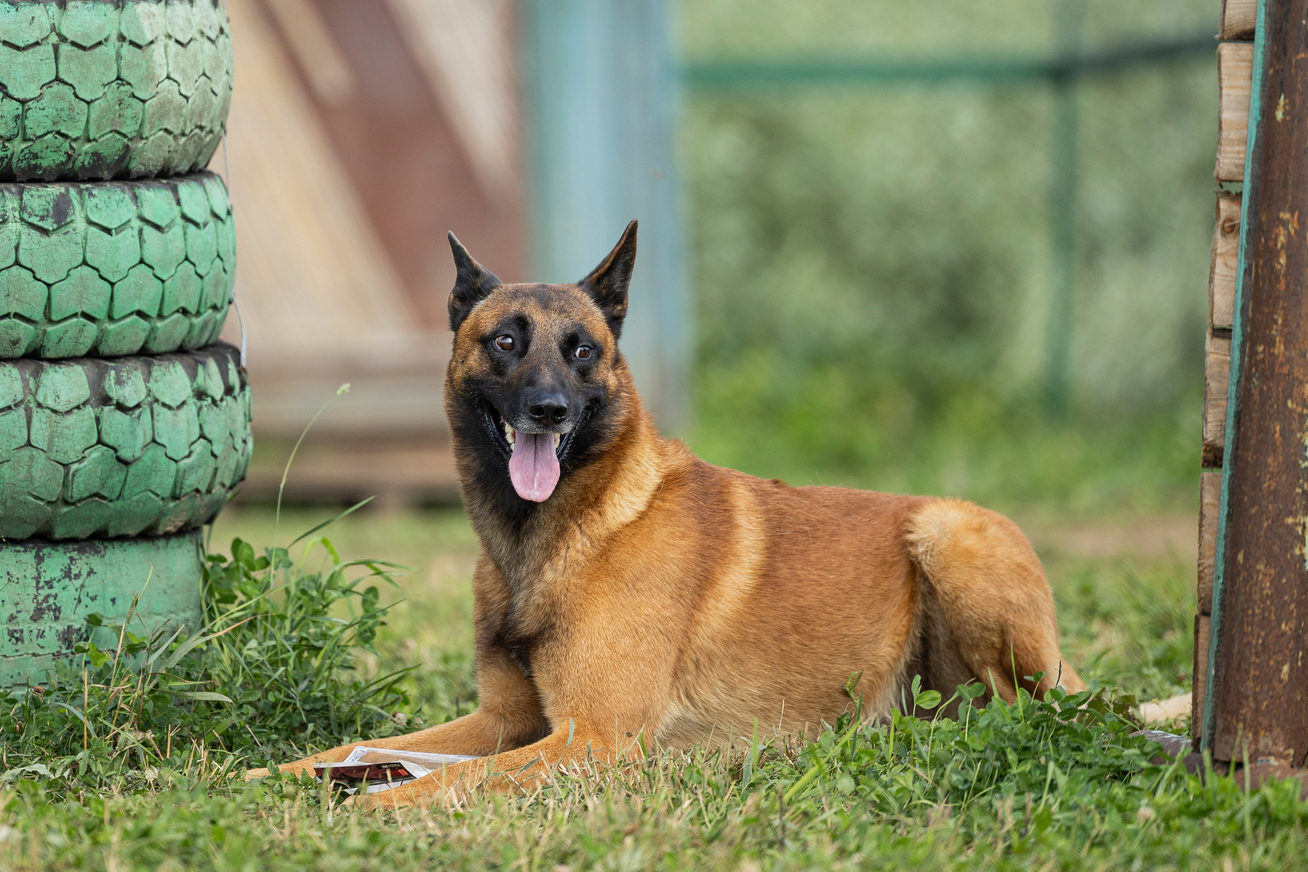 Соревнования по Мондьорингу г. Вологда 10-11.08.2024. Фотограф-анималист Анна Маринич
