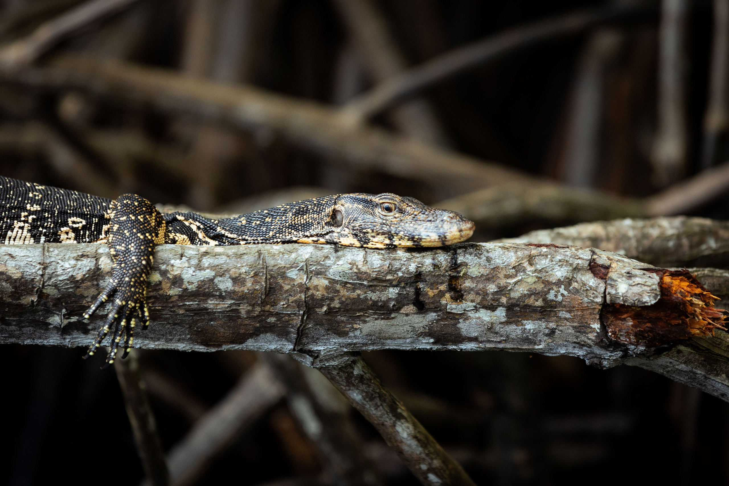 Шри-Ланка (весна 2024). Фотограф Виноградов Константин