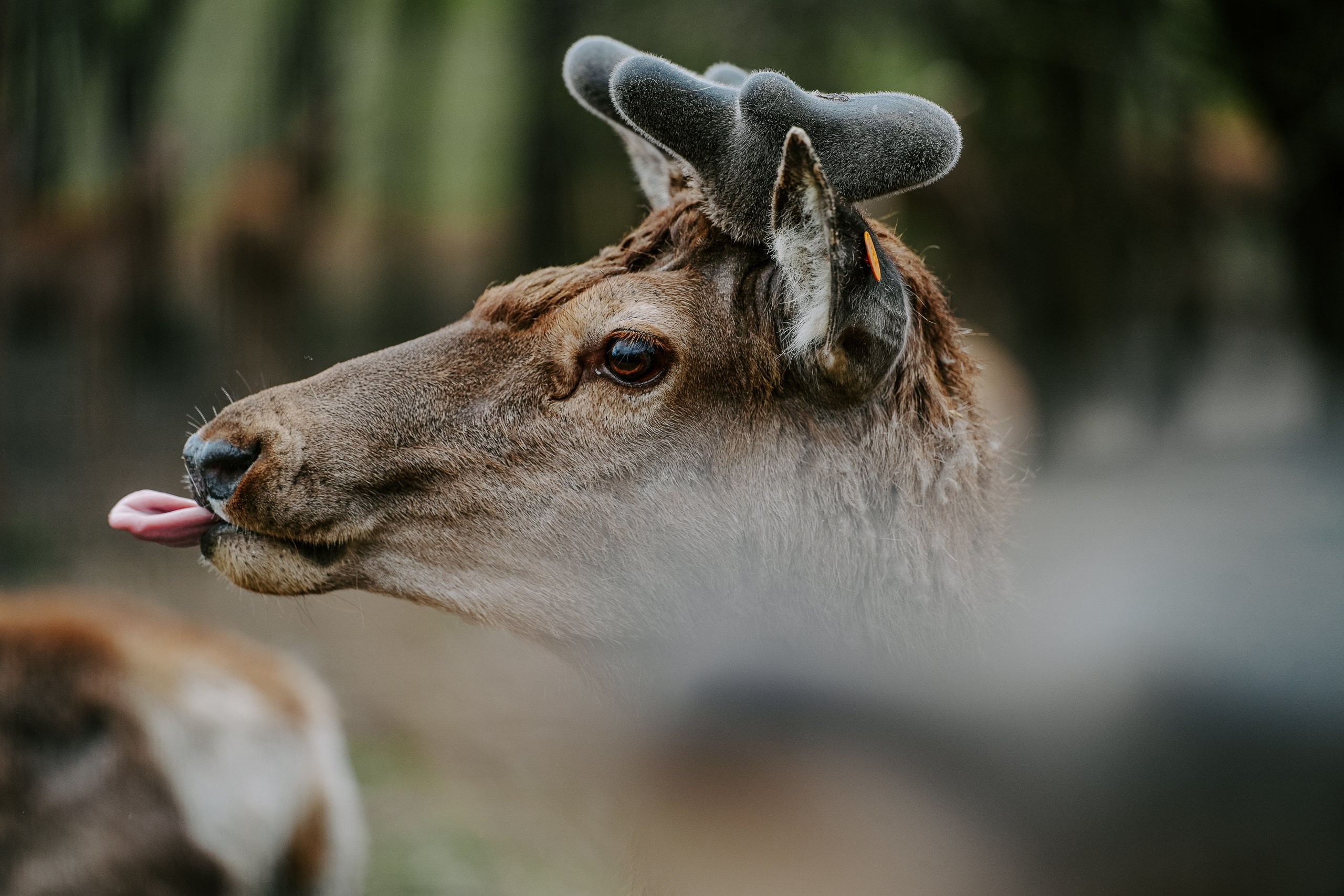 Animals. Николай Филиппов Event & Concert Photographer Москвf