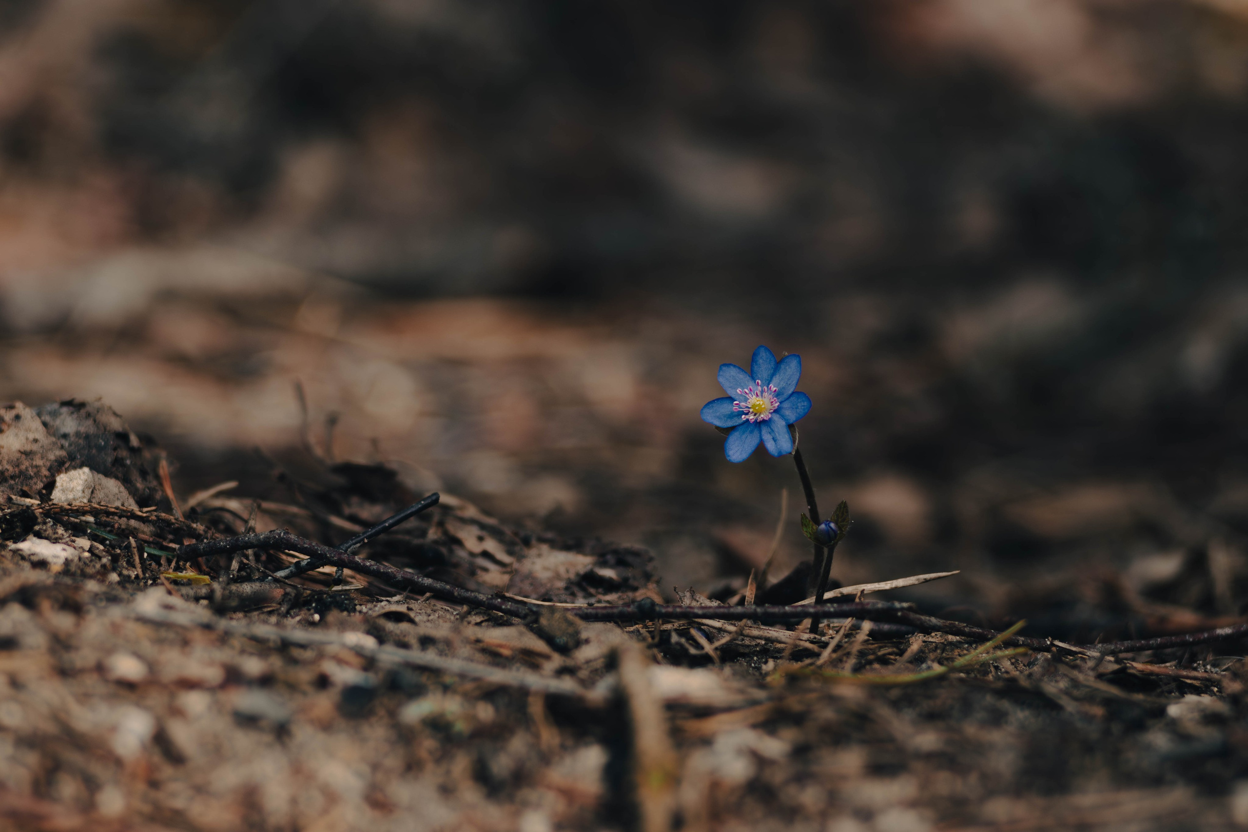 Цветы. Светофография