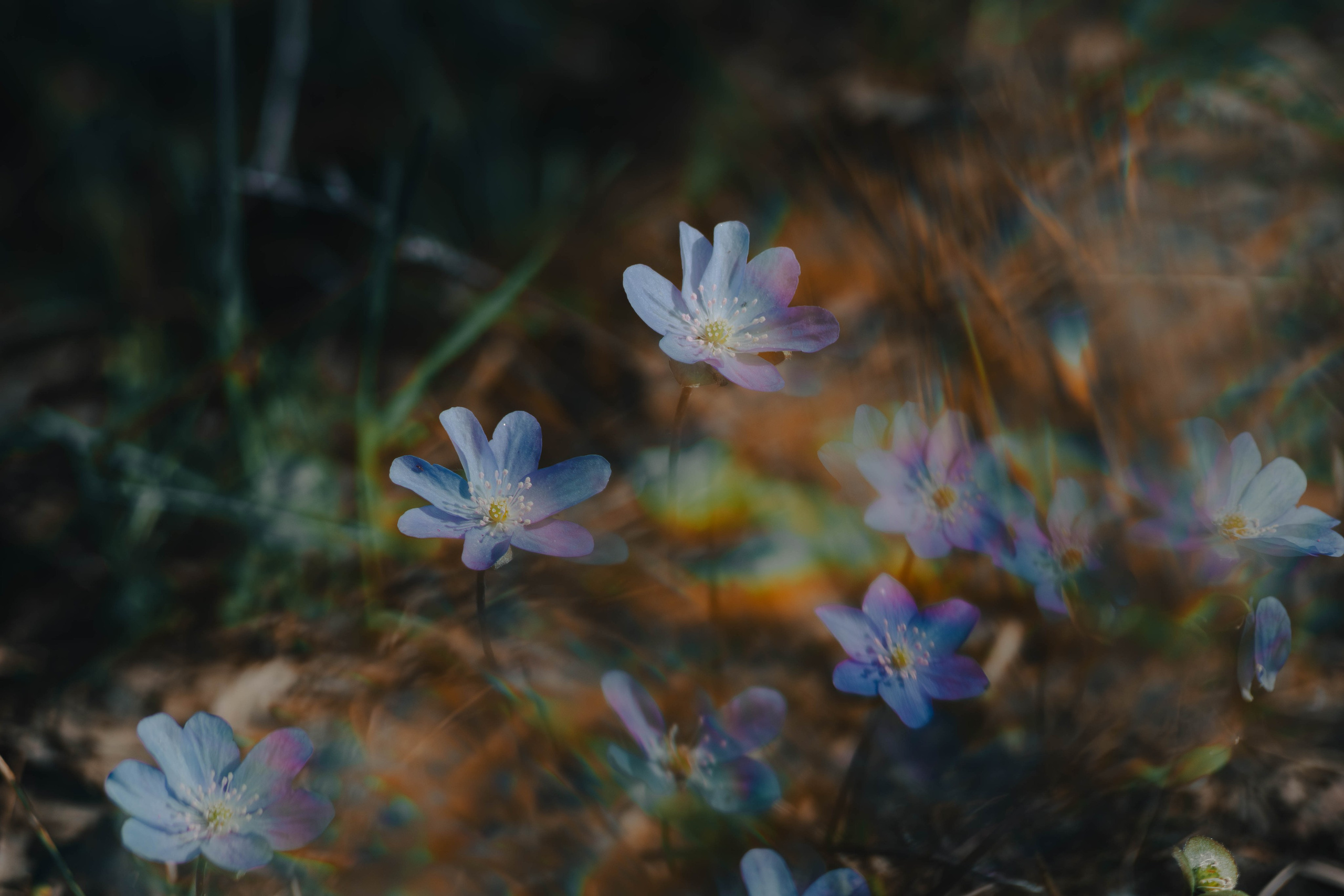 Цветы. Светофография