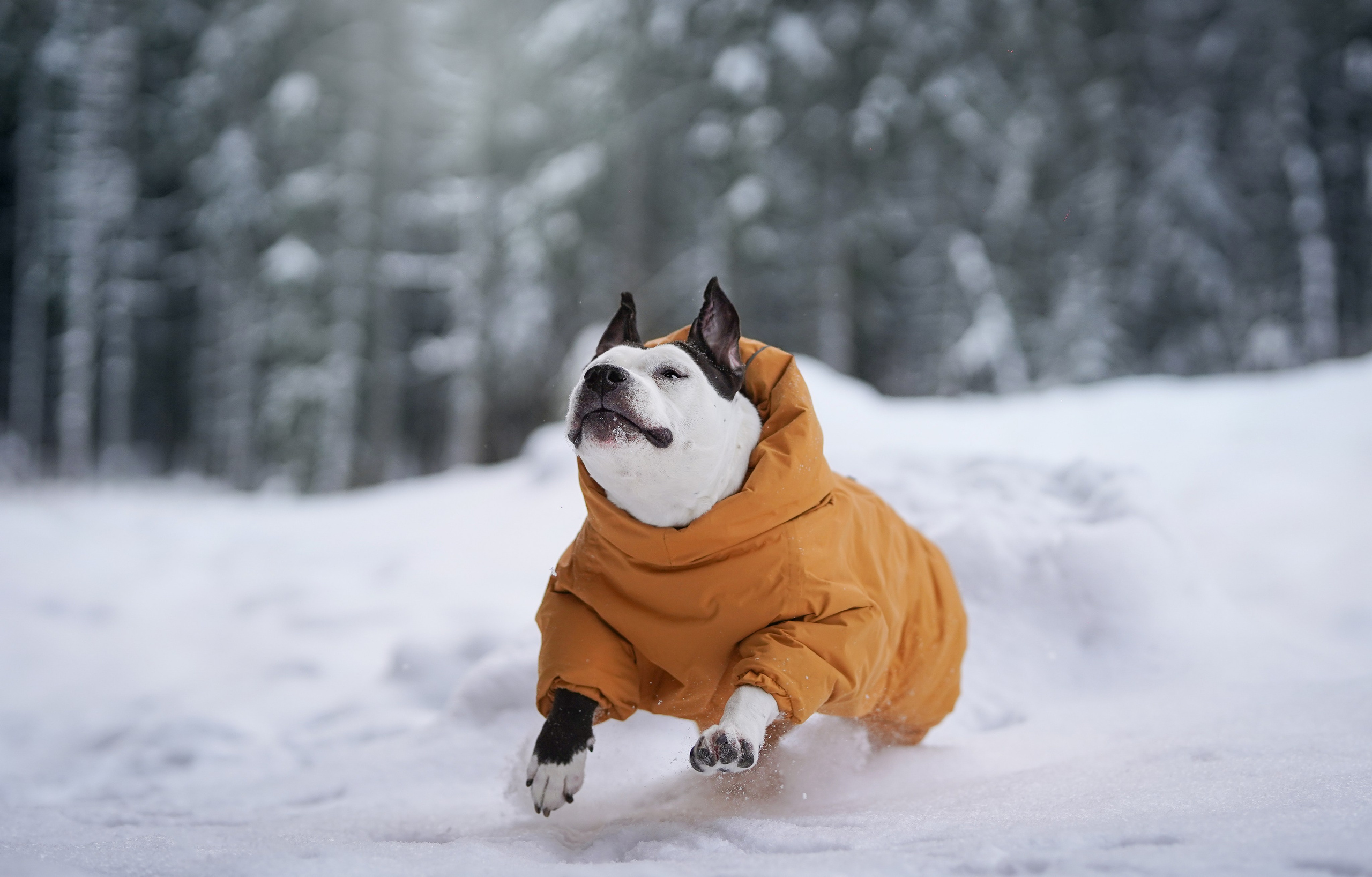 Маша Женя и Фиона. Фотограф-анималист в Санкт-Петербурге Яна Мартынова