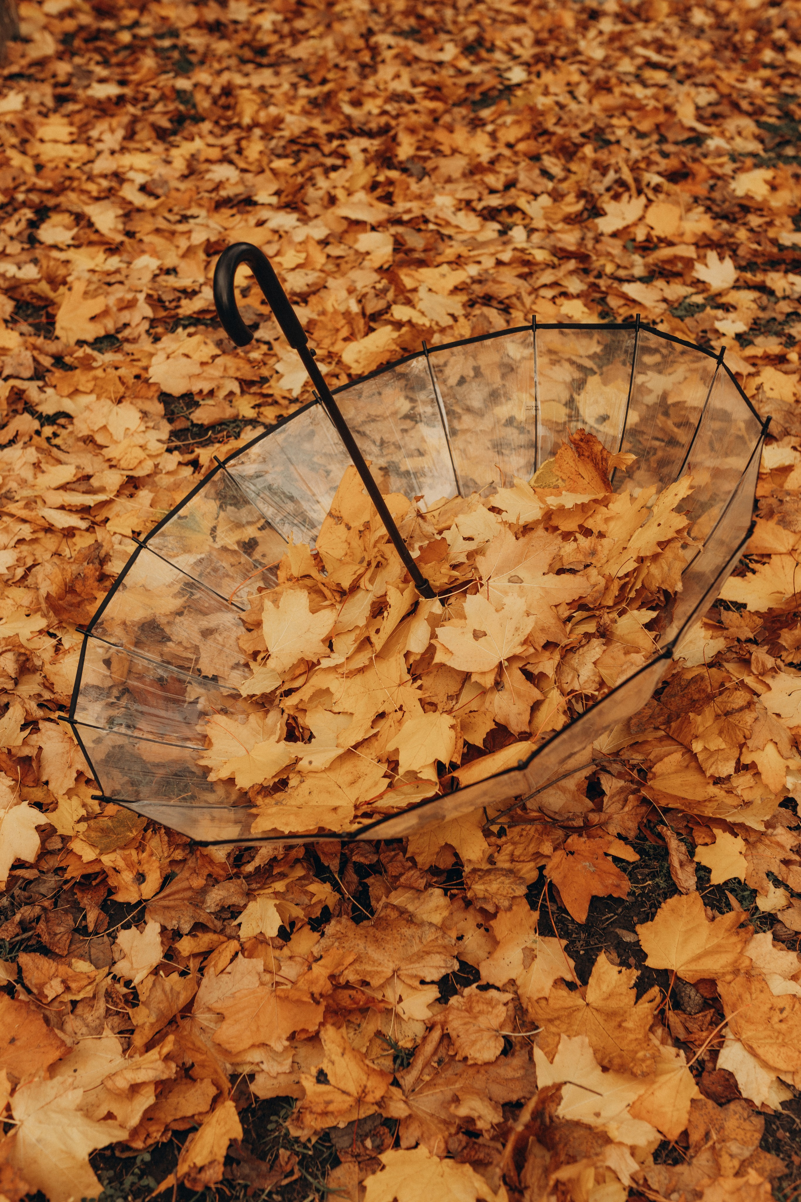 Золотая осень. Индивидуальная съёмка. Фотограф в Ставрополе Svetlana Matveeva