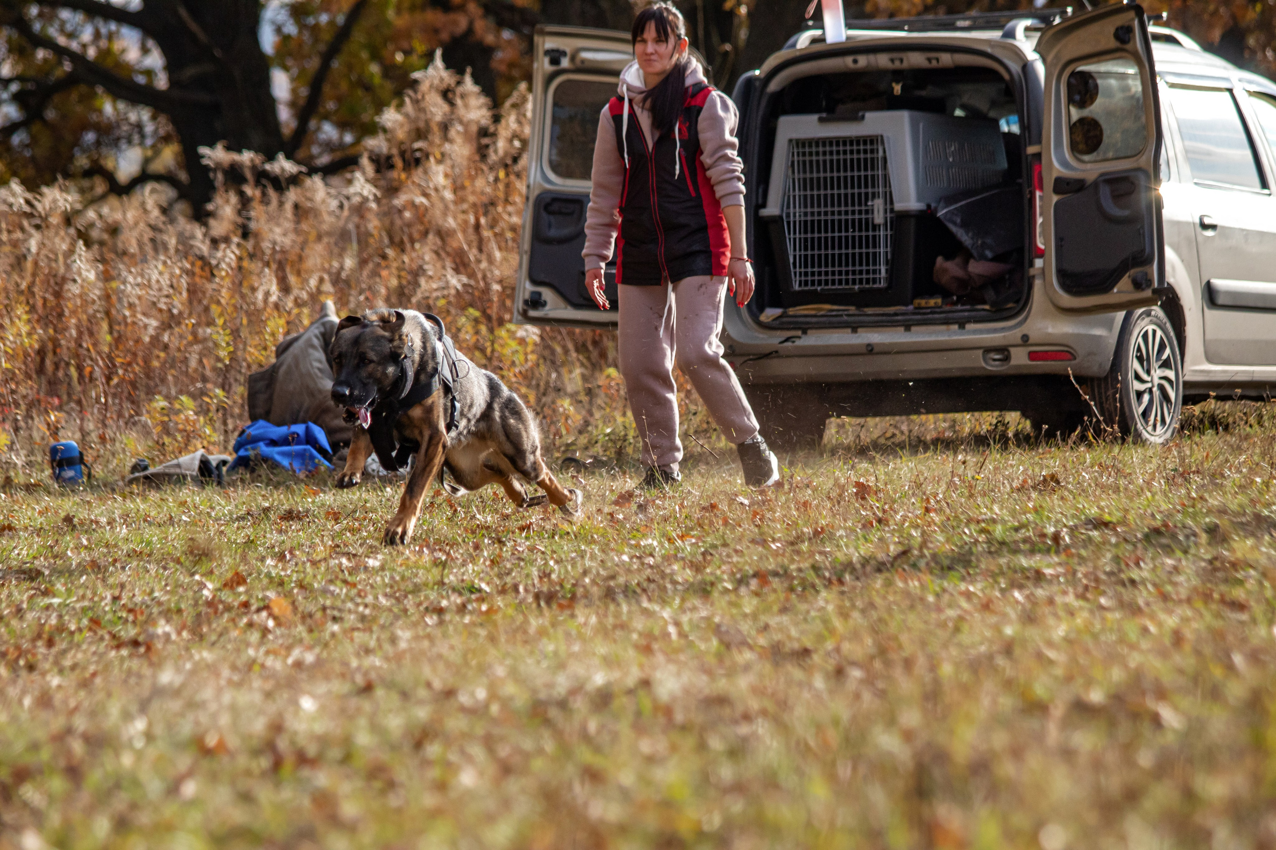 Тренинг защитного раздела. Фотограф анималист — Тула, Москва