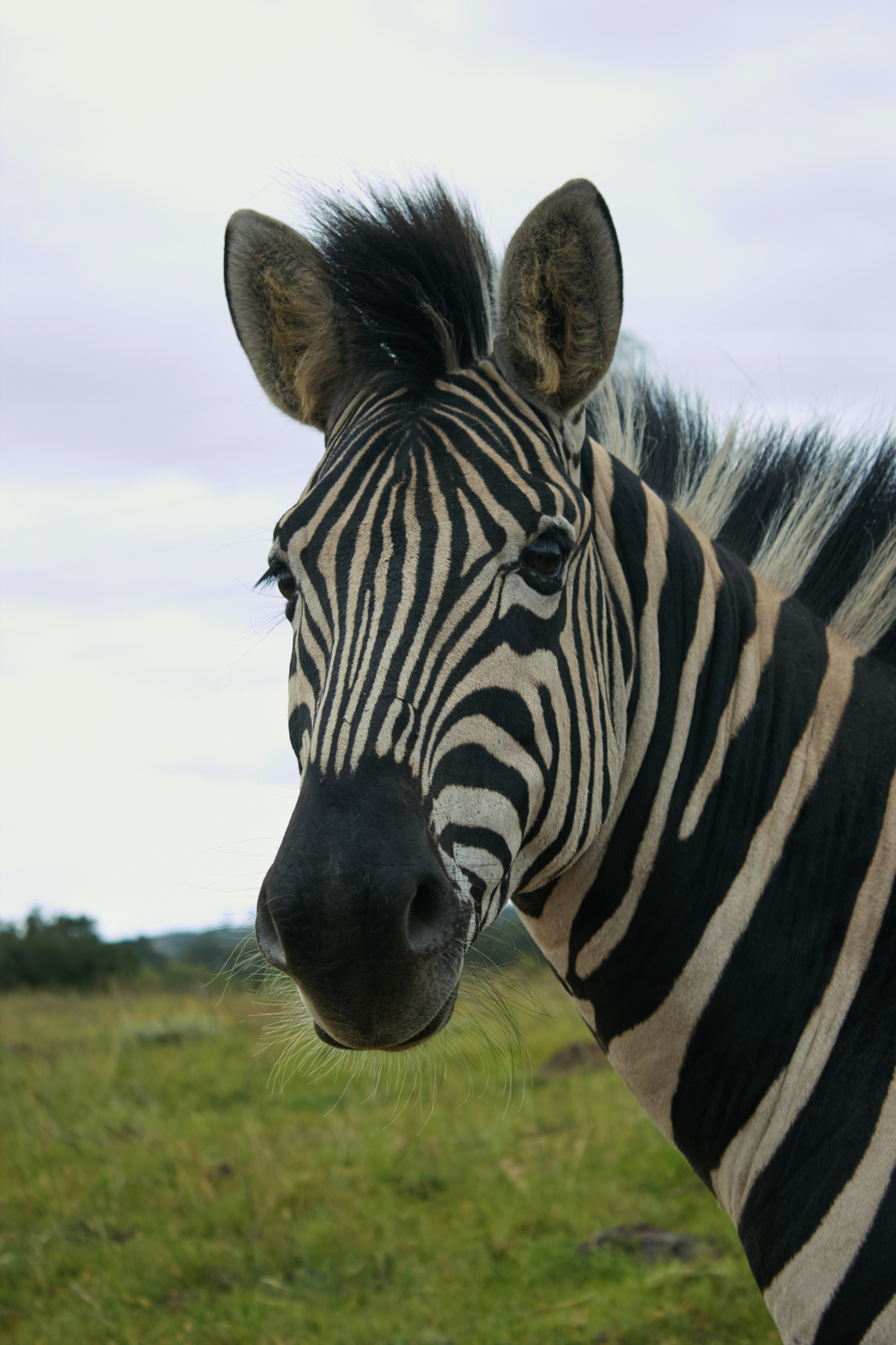 ЮАР. Профессиональный Фотограф во Владимире, в Москве и в Суздале — Полина Романычева