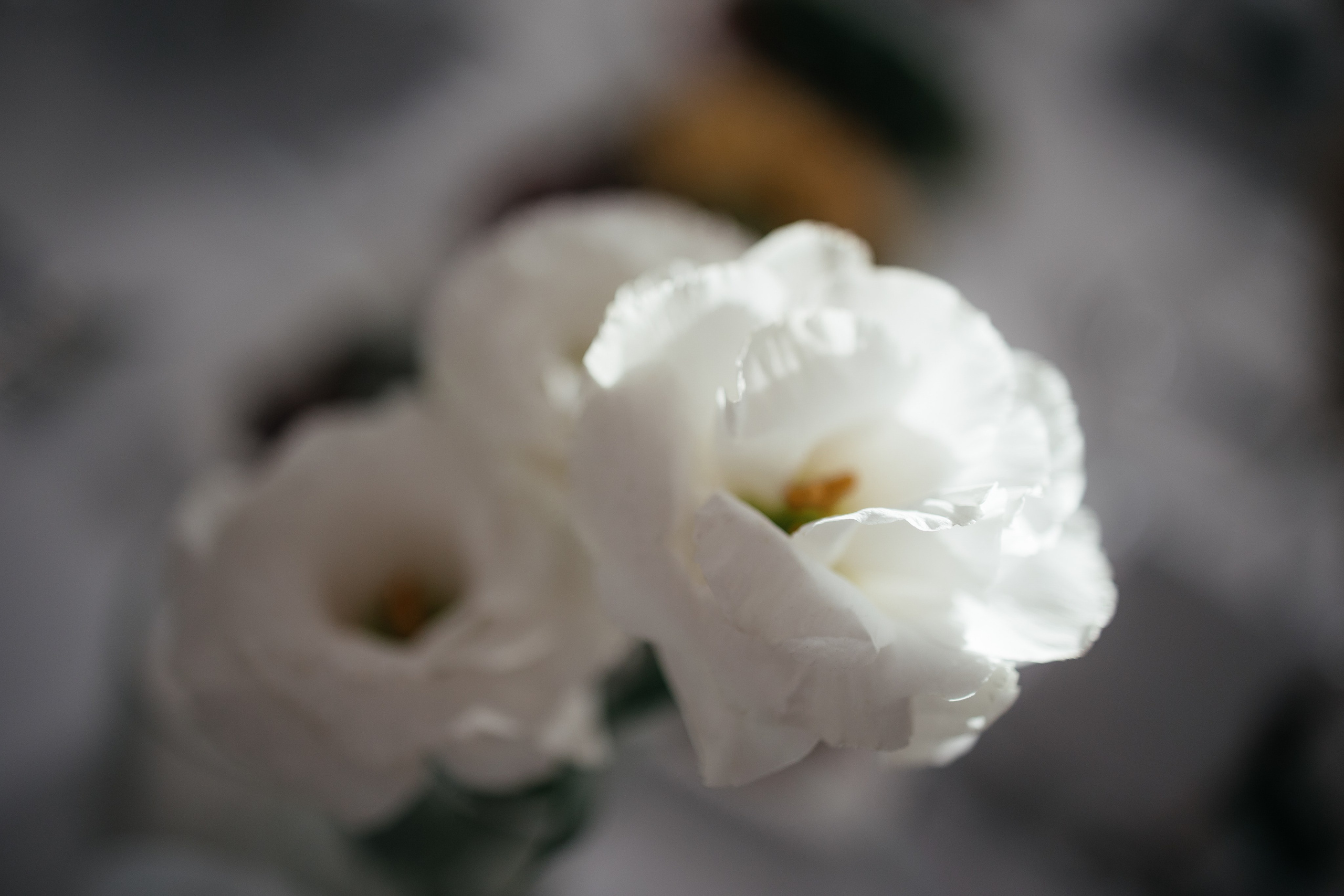 Евгений и Дарья. Фотограф Крохин Олег