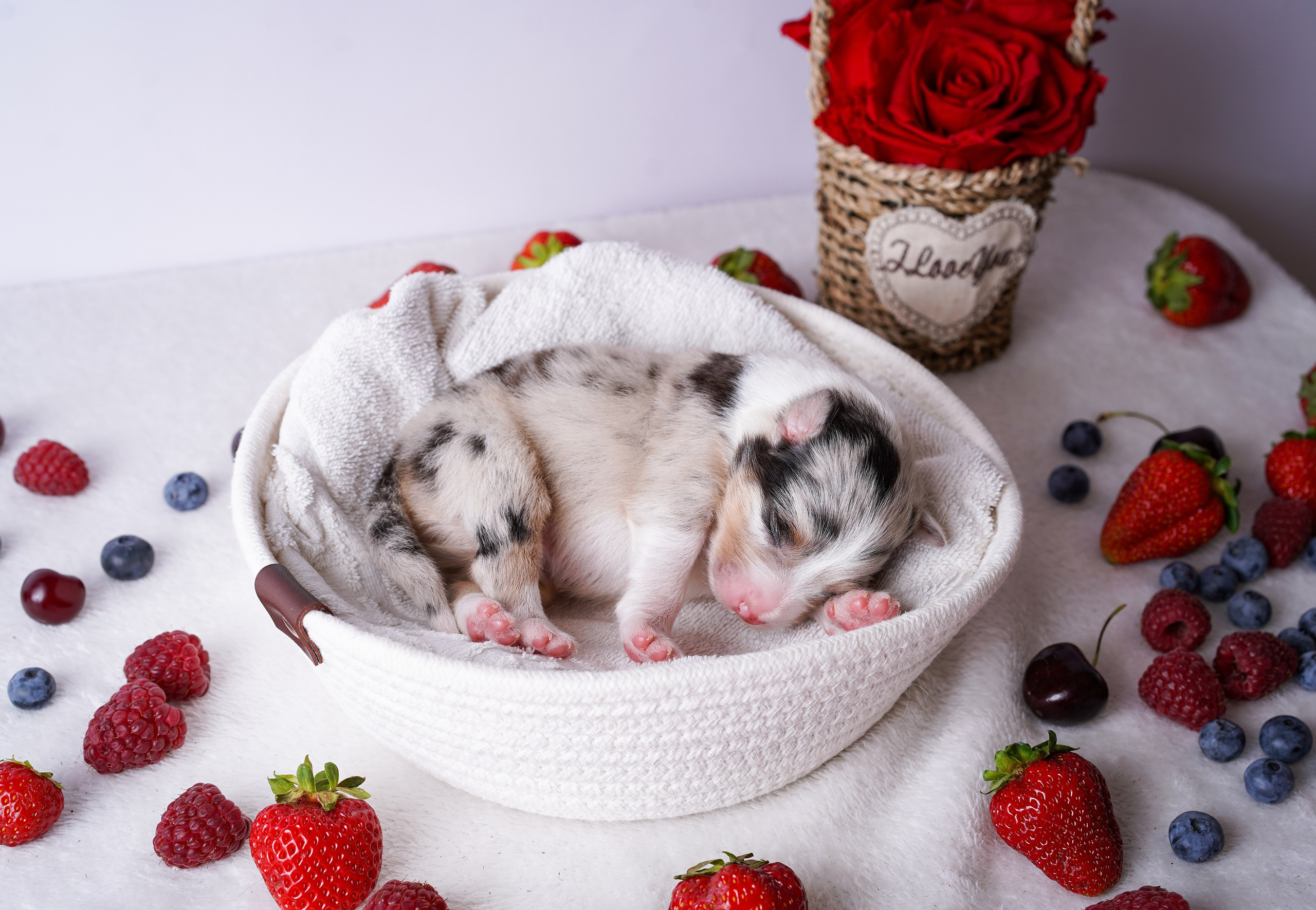 Щенки аусси. Фотограф-анималист в Санкт-Петербурге Яна Мартынова
