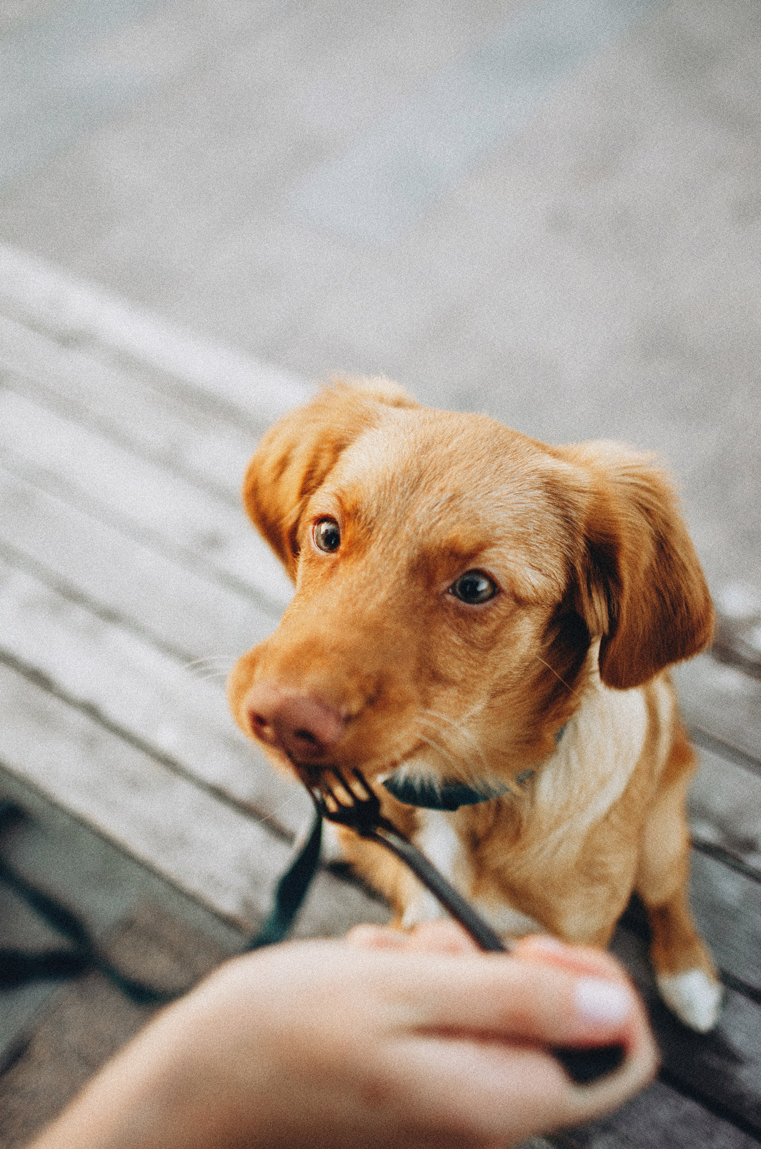 Вика и Хардин. Фотограф-анималист Богданова Полина