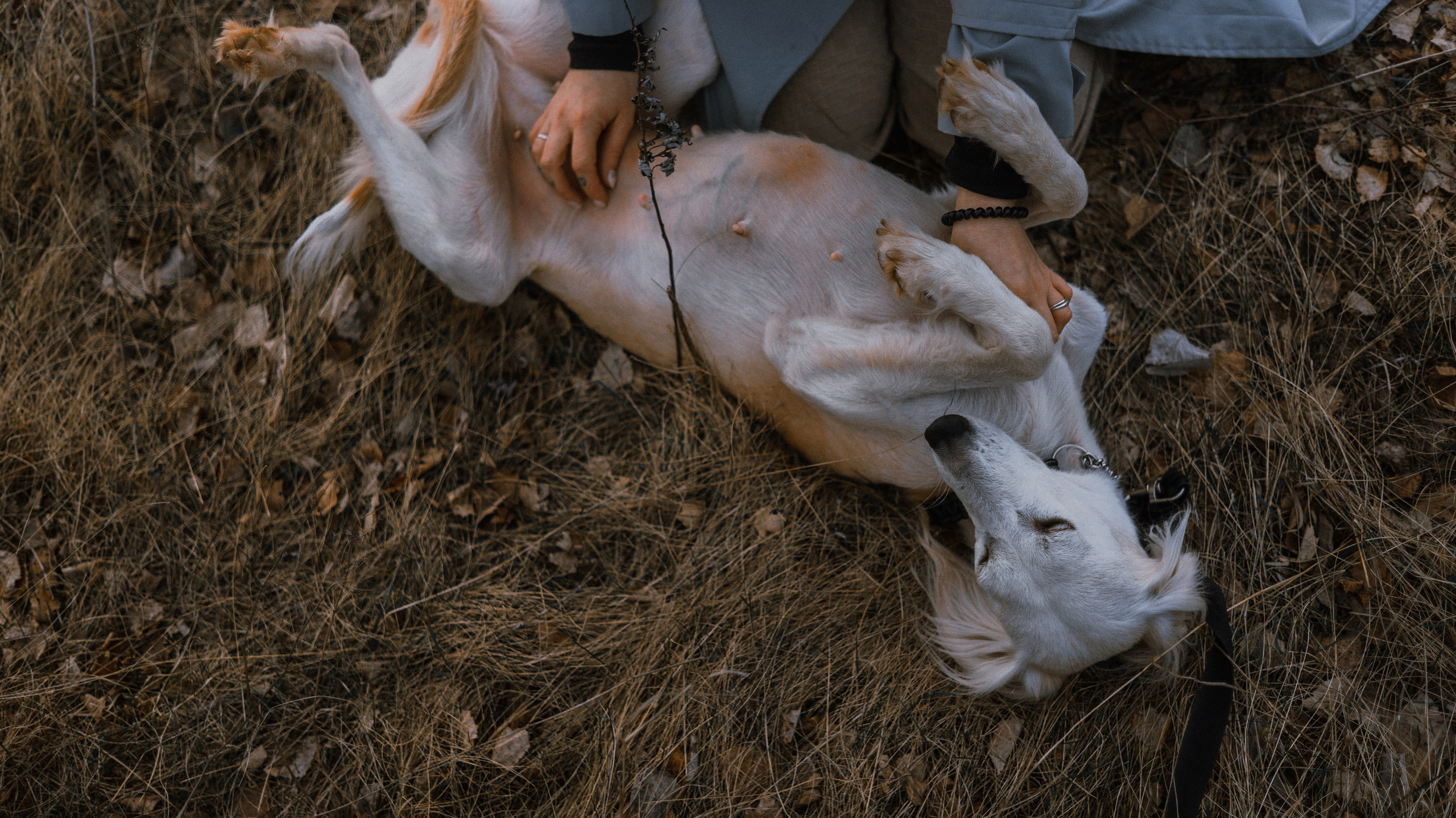 Настя и Бейда. Фотограф-анималист Богданова Полина
