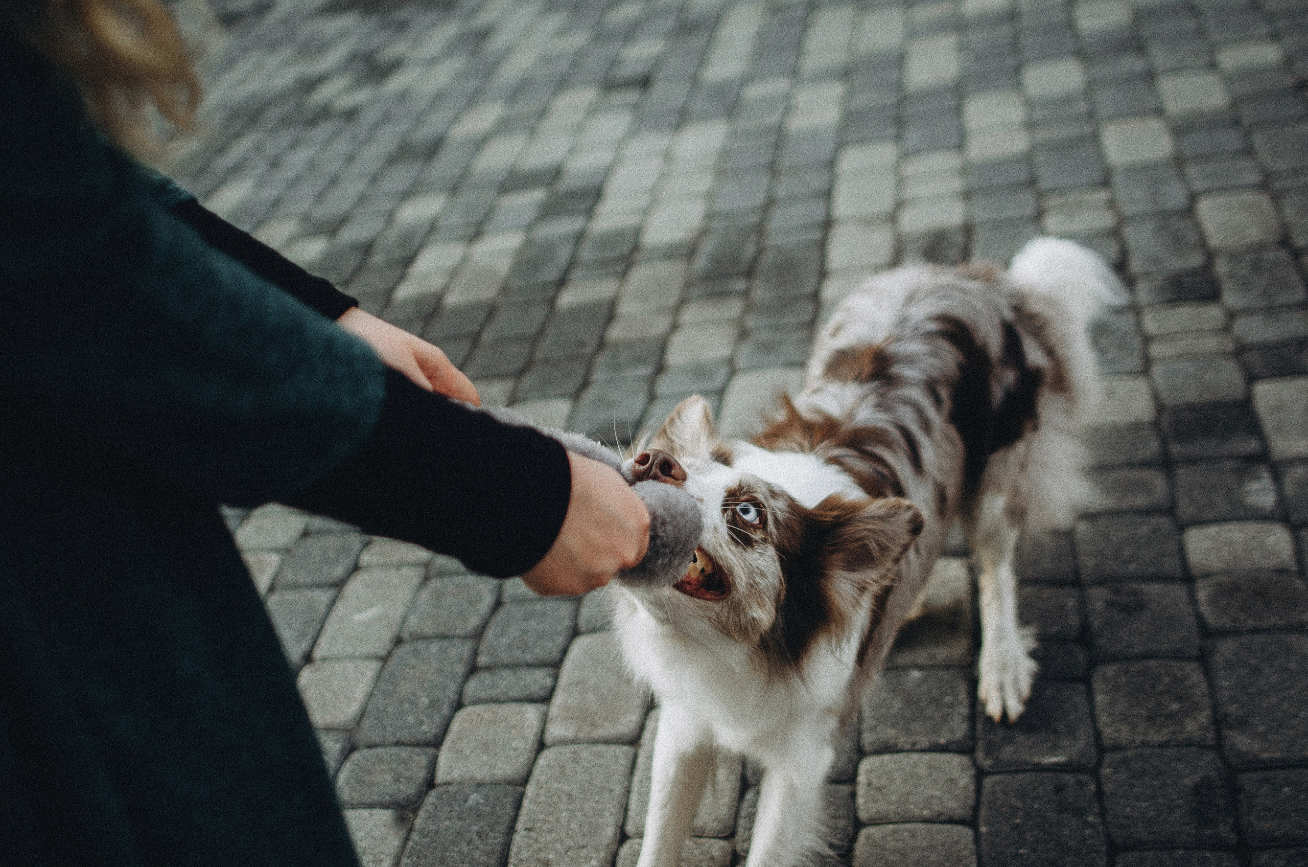 Алина и Бруна. Фотограф-анималист Богданова Полина