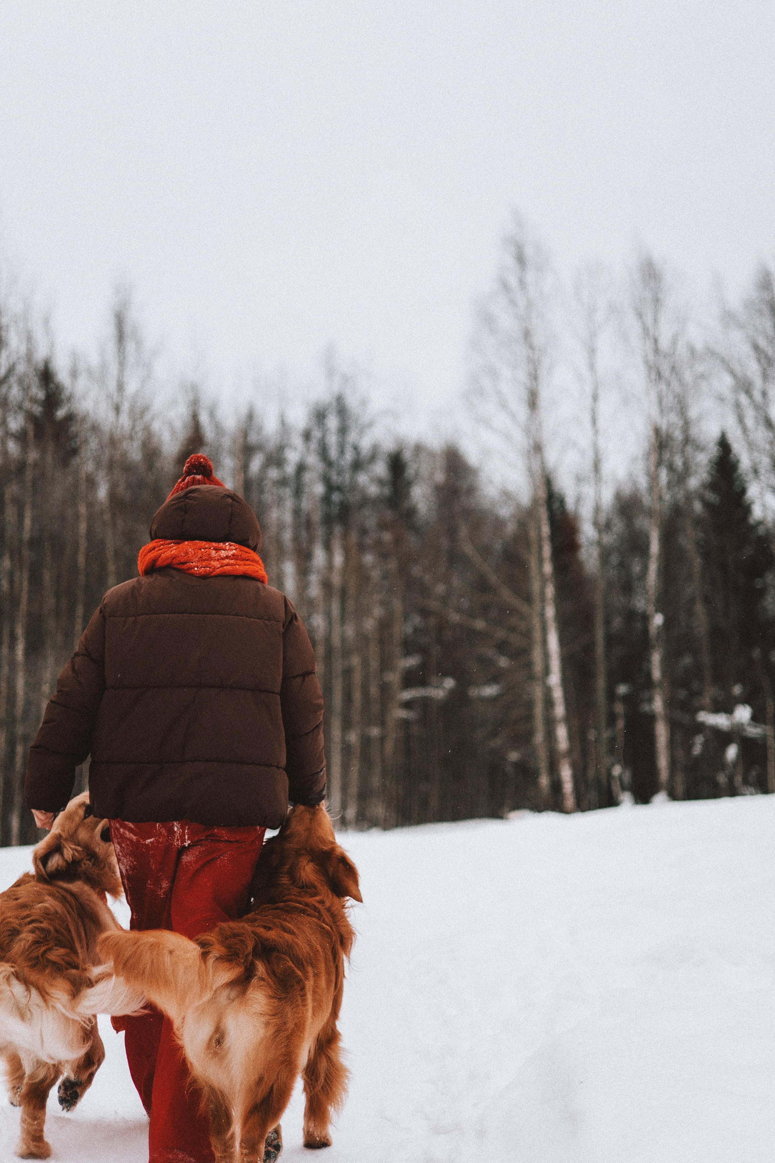 Саша, Юля, Грэй и Джой. Фотограф-анималист Богданова Полина