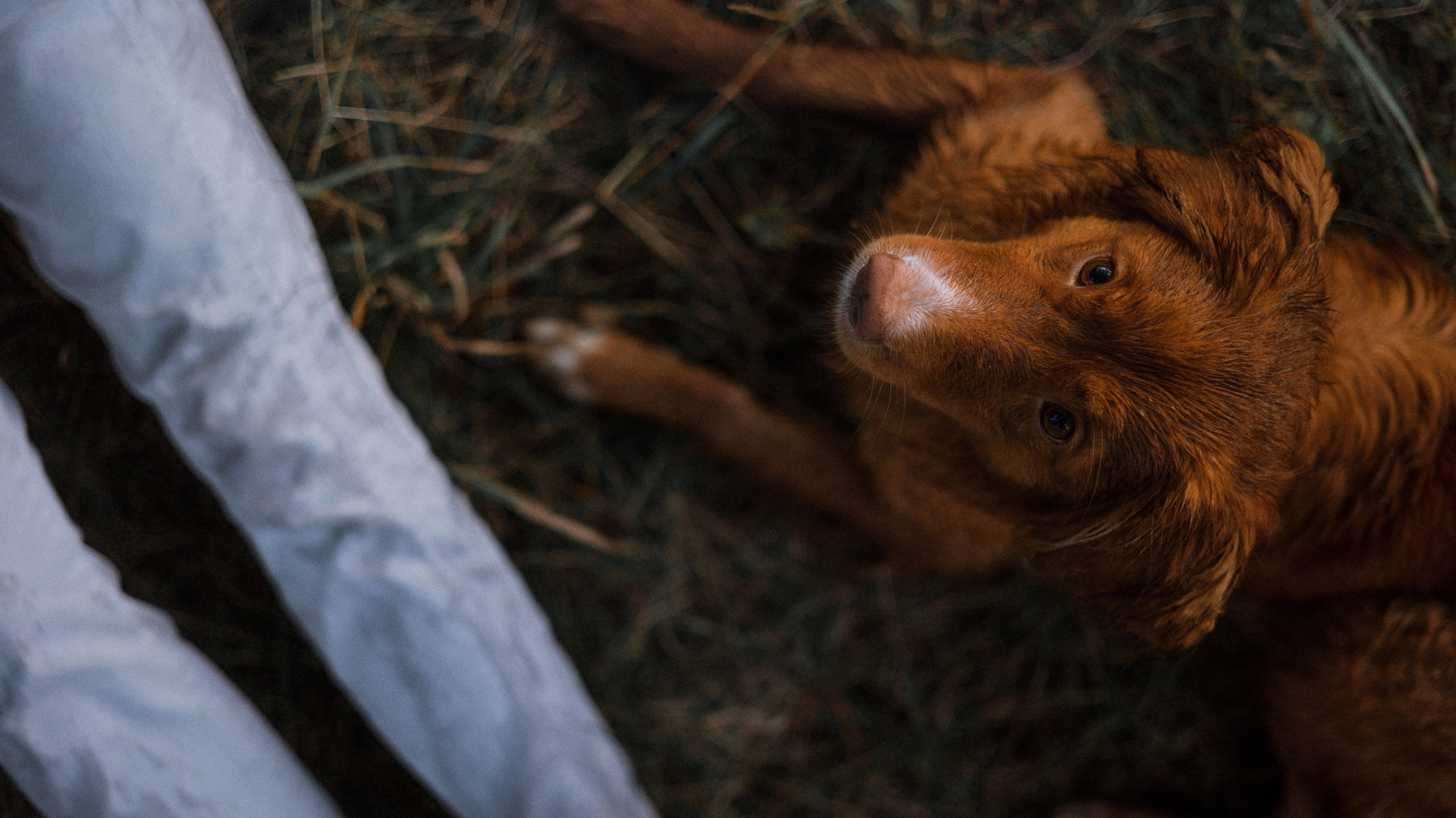 Ксюша и Мэди. Фотограф-анималист Богданова Полина