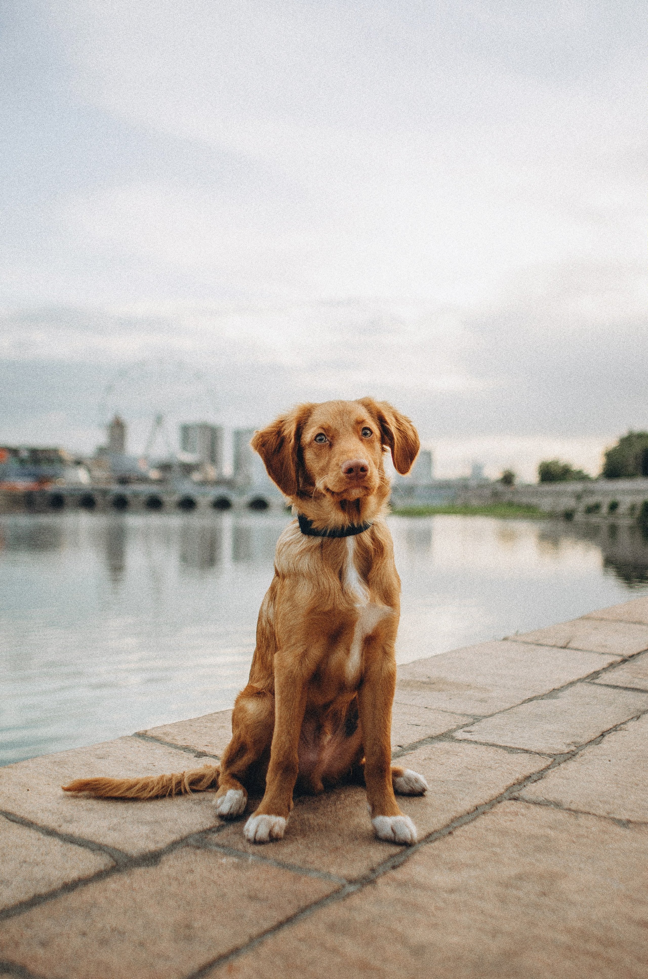 Вика и Хардин. Фотограф-анималист Богданова Полина