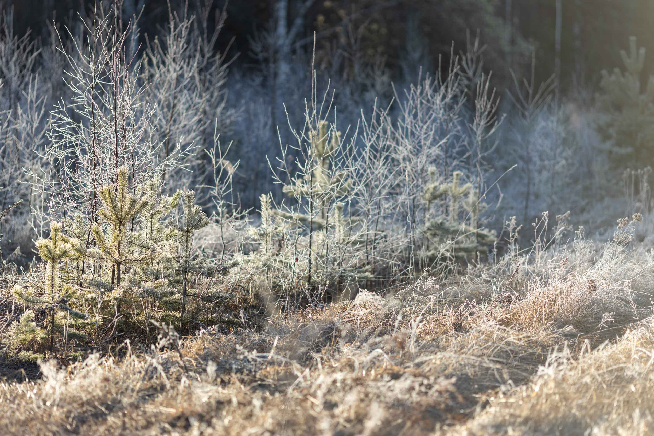Природные пейзажи. Наталия Клевинскас портретный фотограф в Костроме