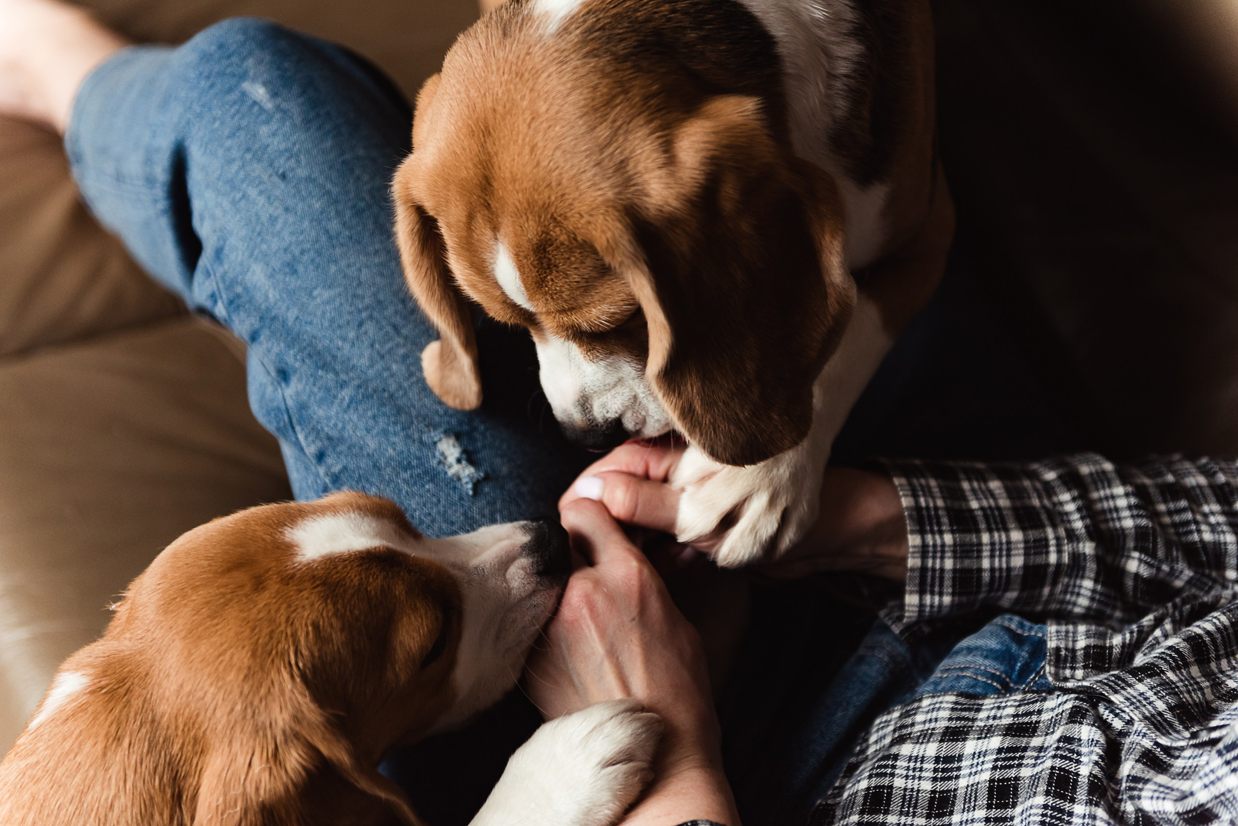 Оля, бигли и семья. Семейный Фотограф в Москве Ирина Хохлова