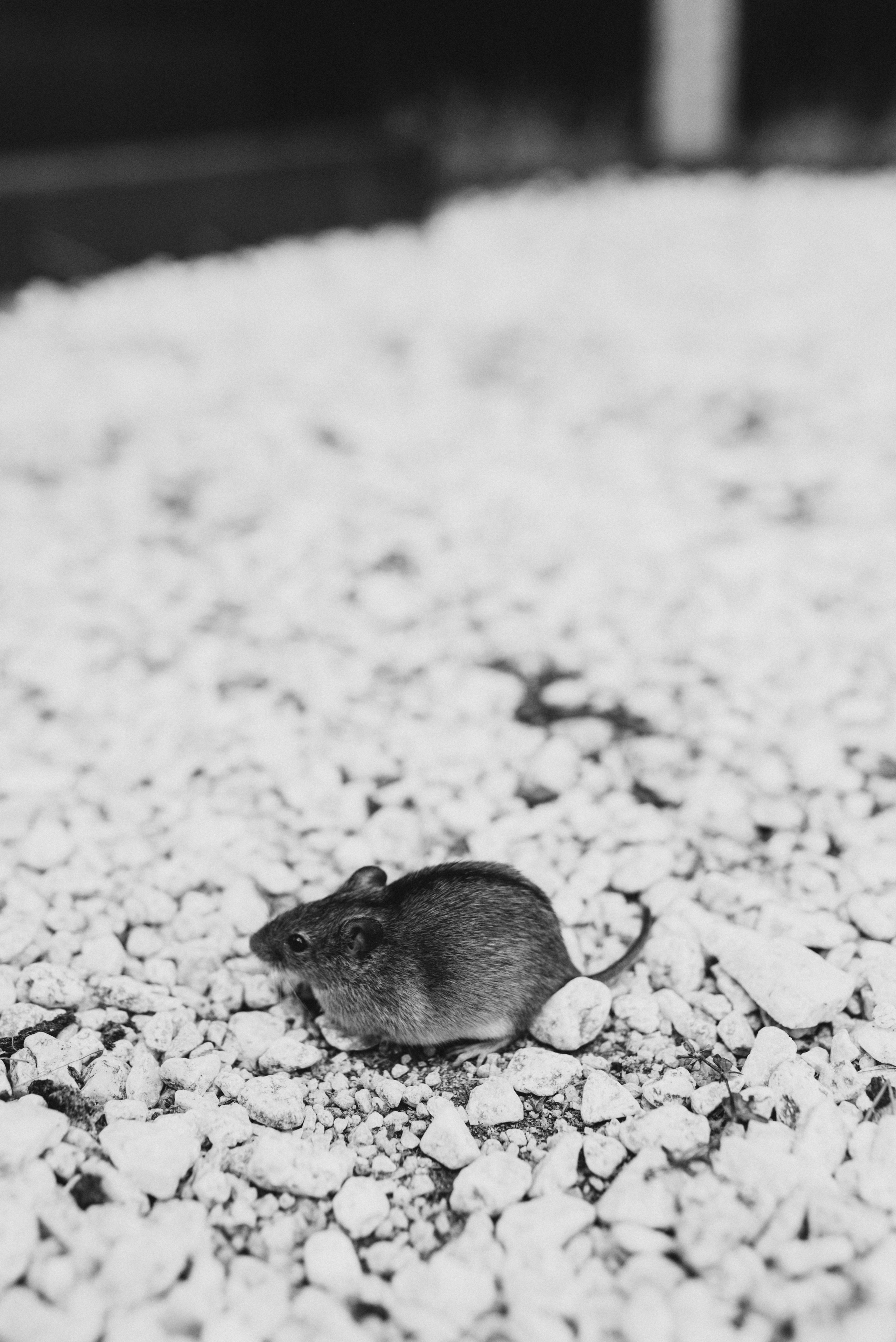 Таня и Тоня. Семейный фотограф в Москве Алина Сергеева