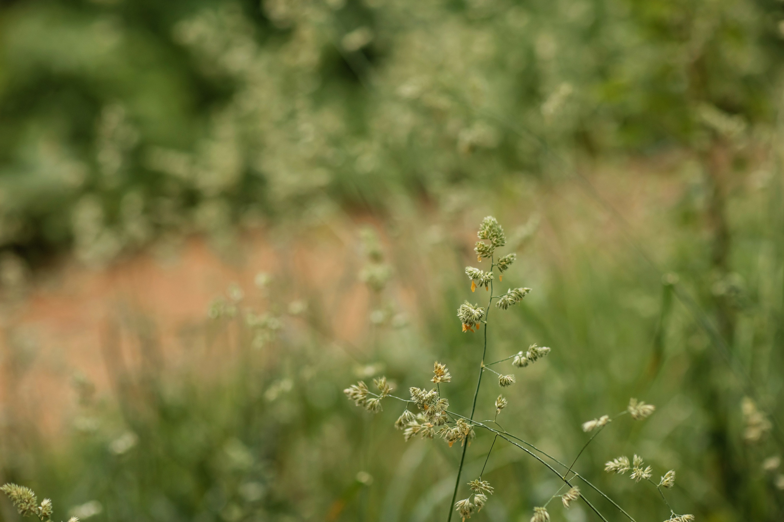Незнайка и Булька. Детский и семейный фотограф в Москве Анна Ипатьева