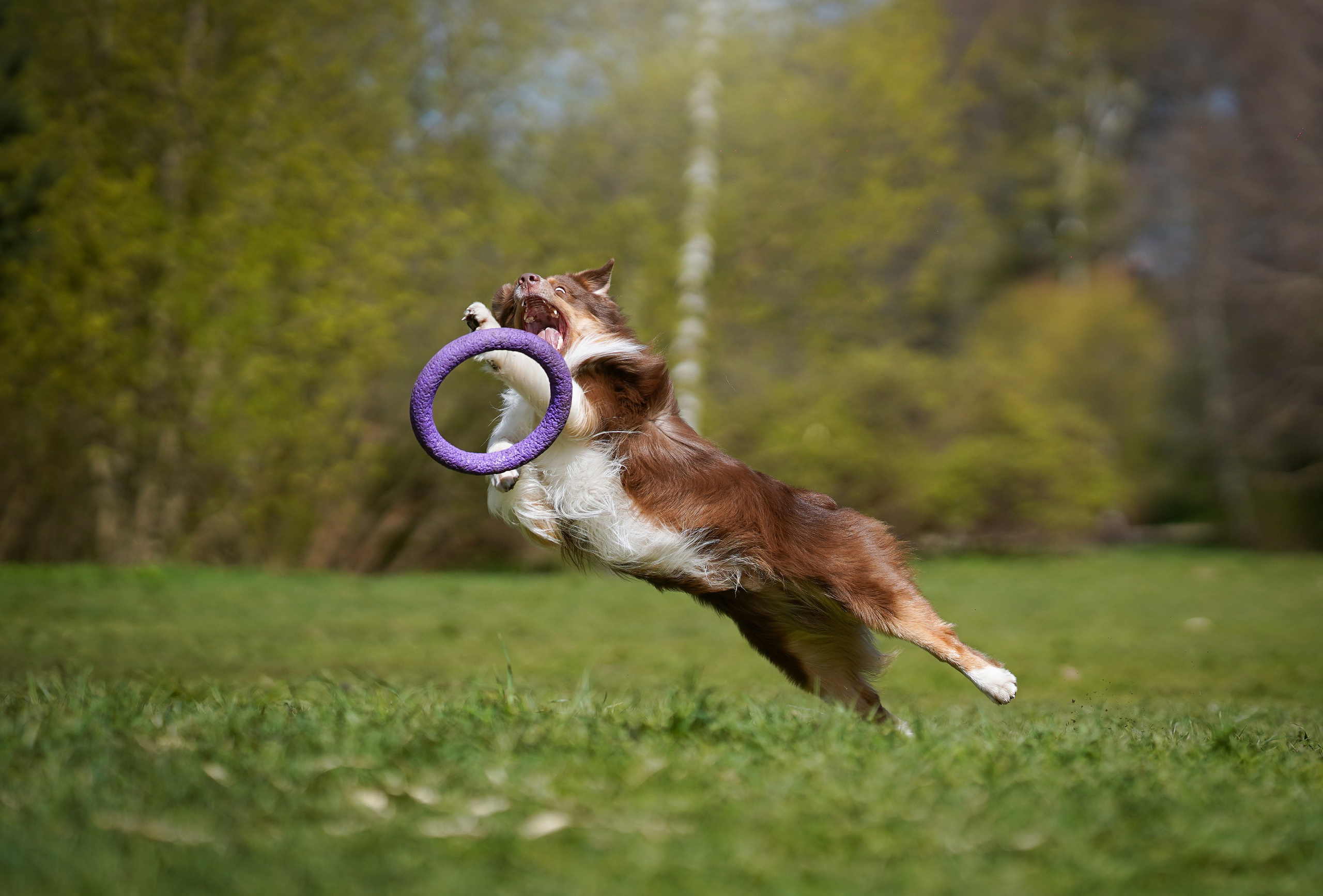 Рокки и Гермиона. Фотограф-анималист в Санкт-Петербурге Яна Мартынова