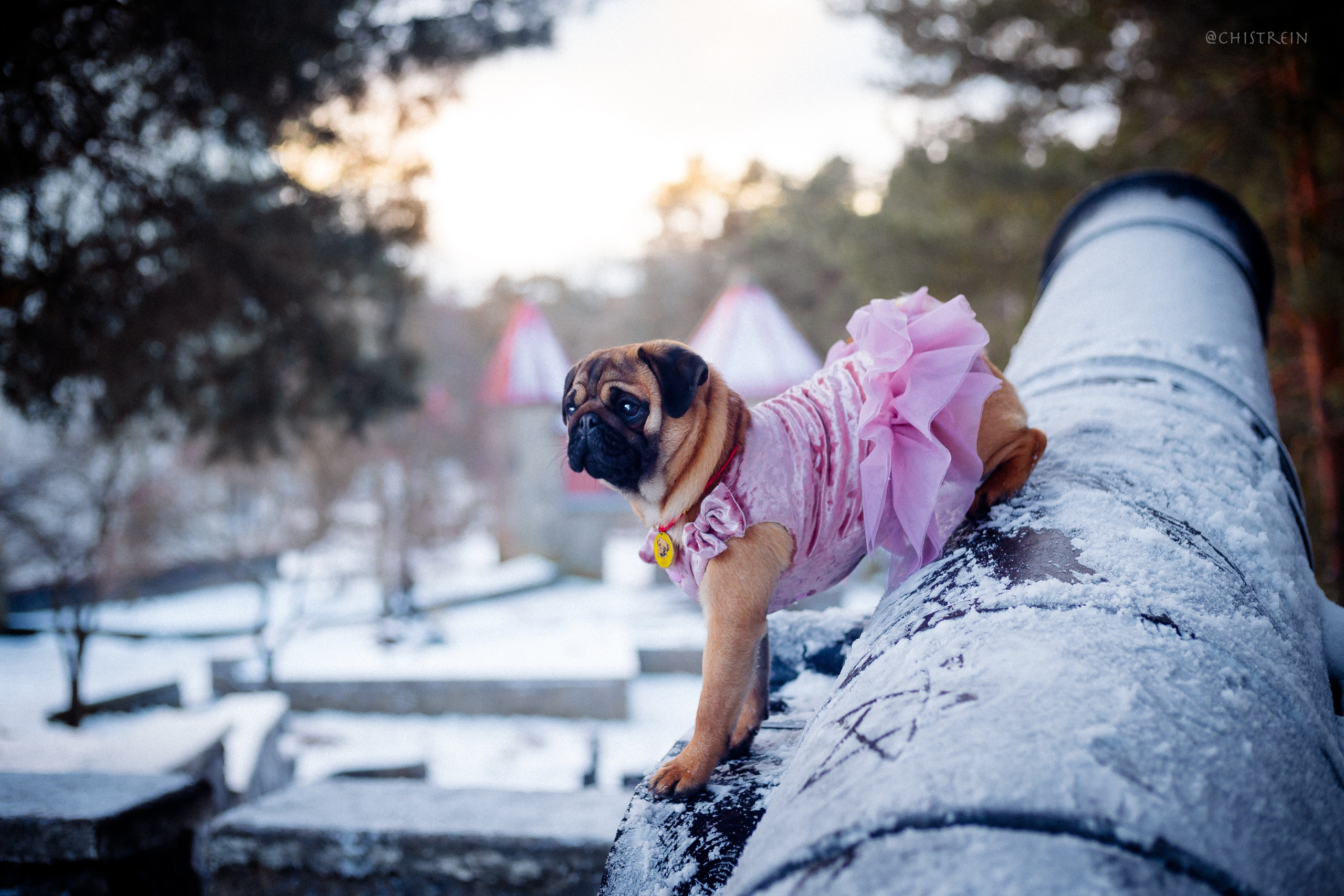 Новогоднее настроение. Роза. Фотограф-анималист Наталия Чистюхина в г. Сосновый Бор и ЛО