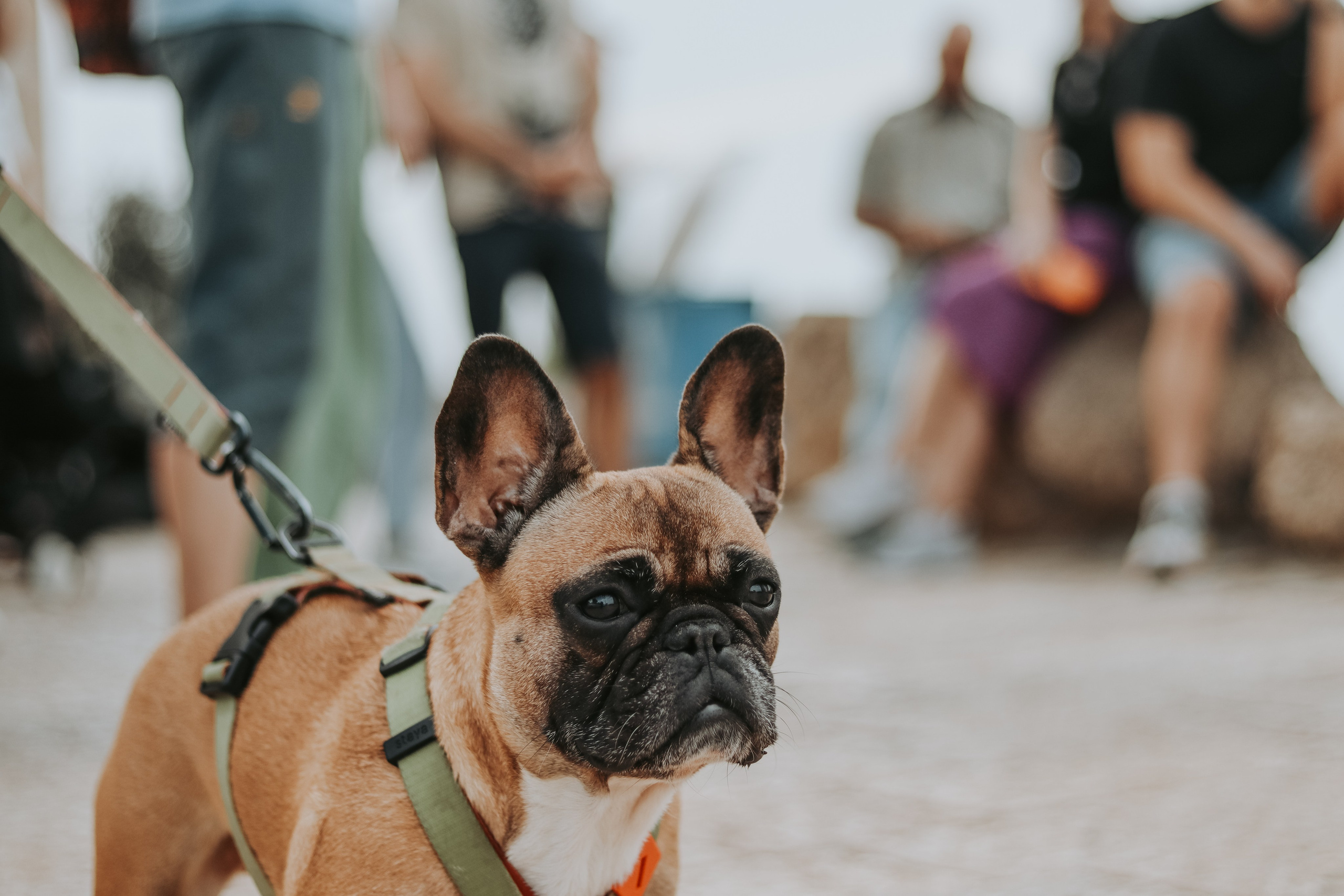 Charity walk in Jaffa, Tel Aviv 2023. Photographer in Israel Alice Milchin