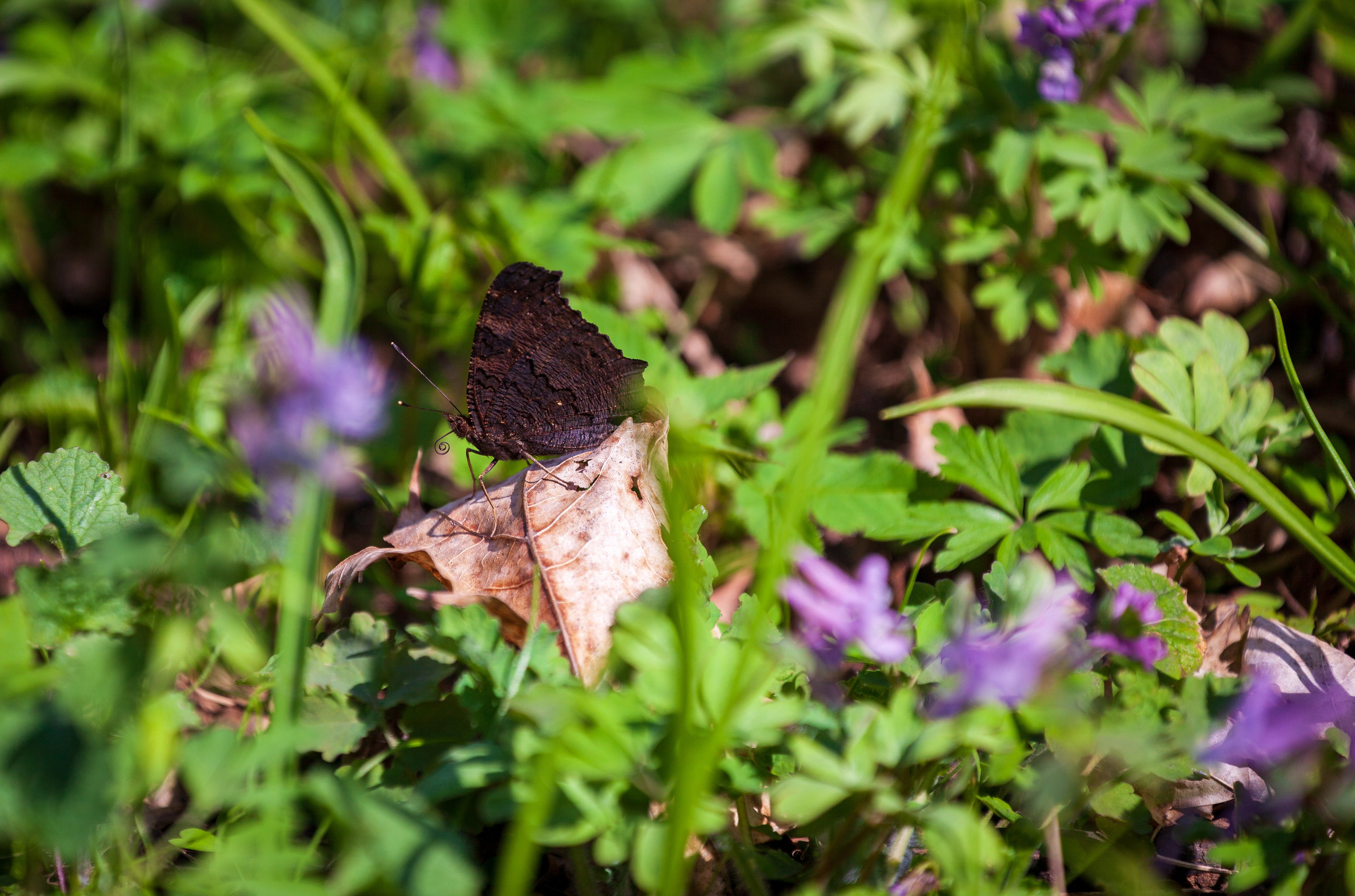 Весеннее настроение. Фотохудожник Артём Парамонов
