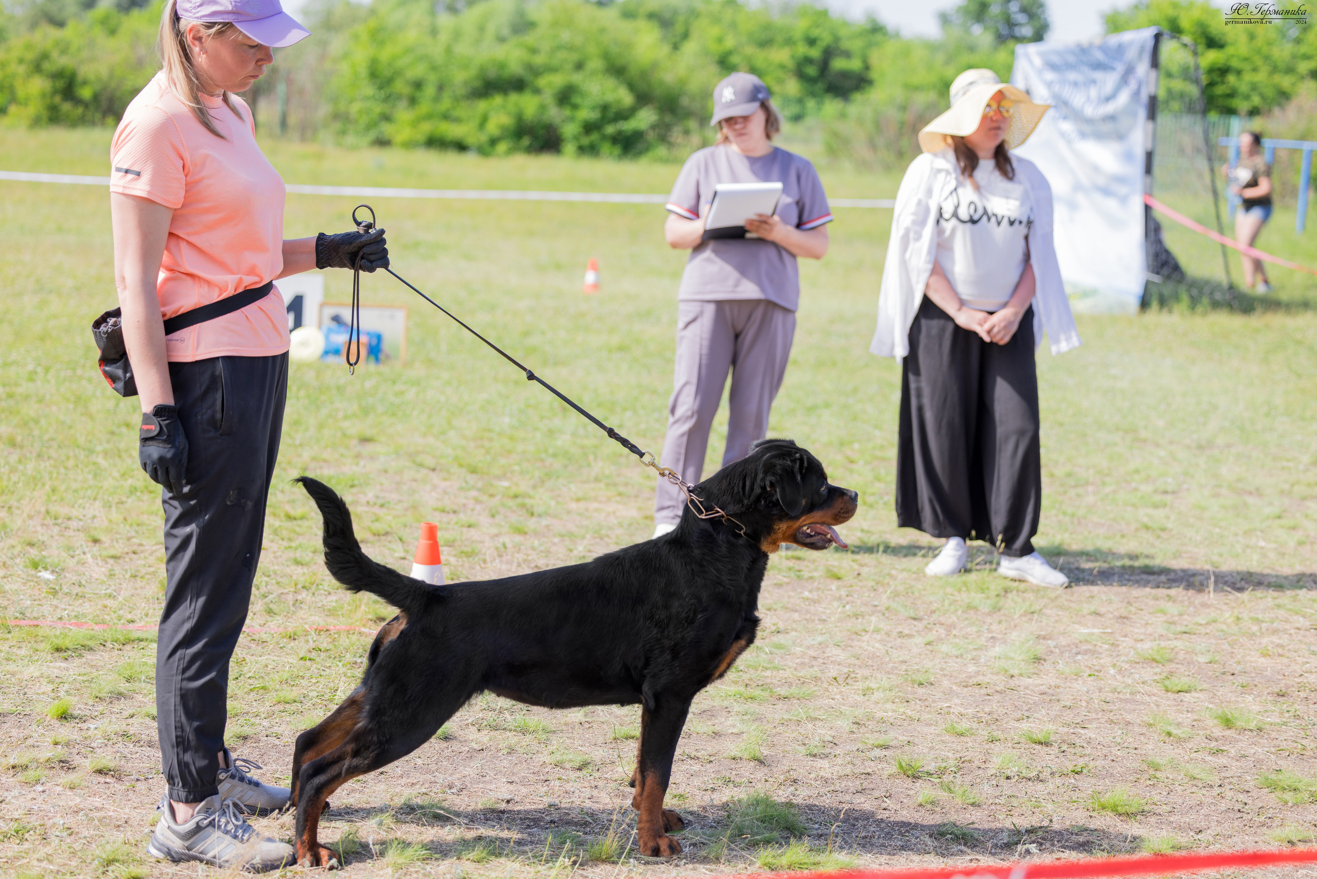 Воронеж моно ротвейлеров 25-26.05.2024. Фотограф-анималист Юлия Германика