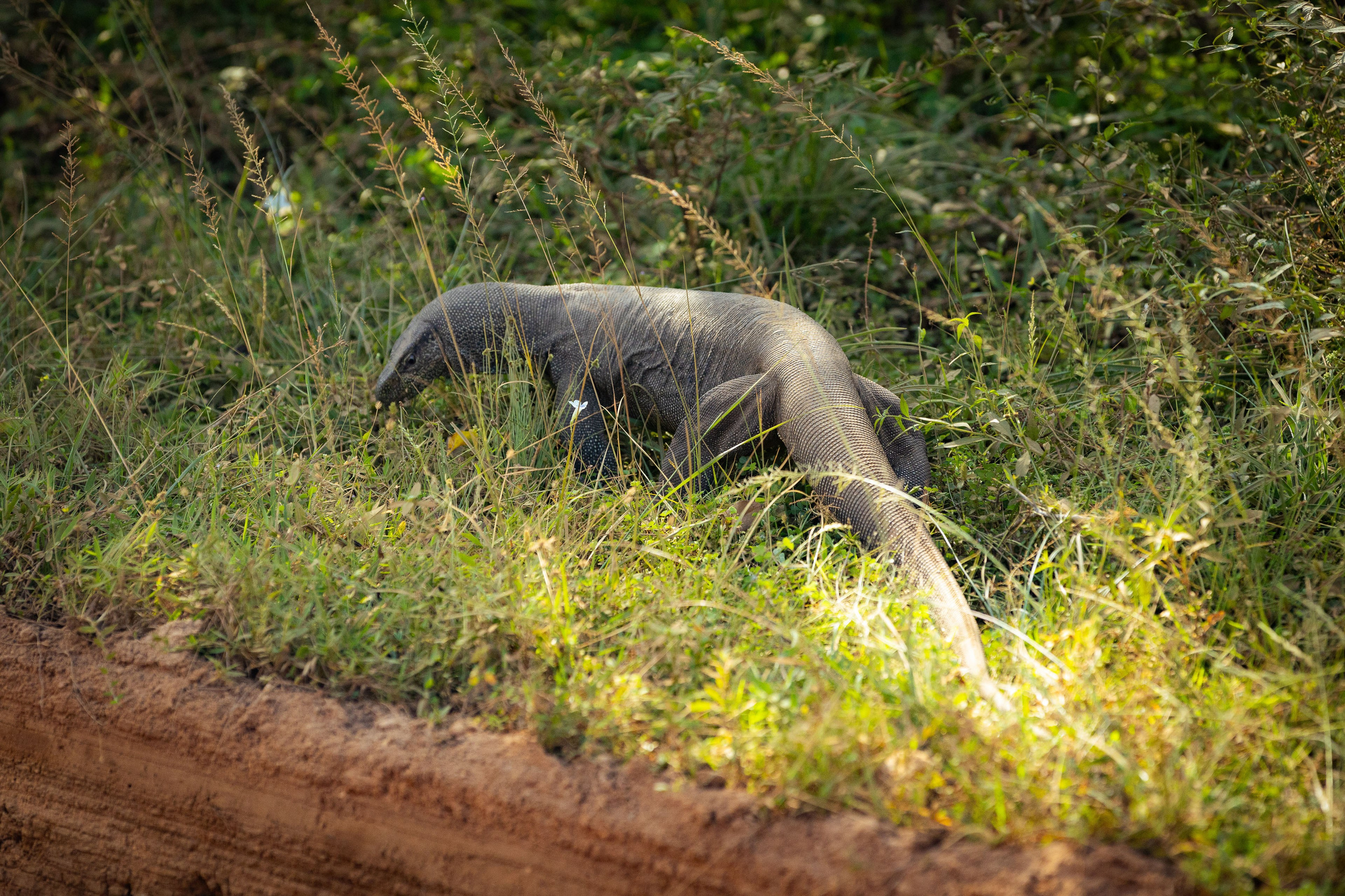 Шри-Ланка (весна 2024). Фотограф Виноградов Константин