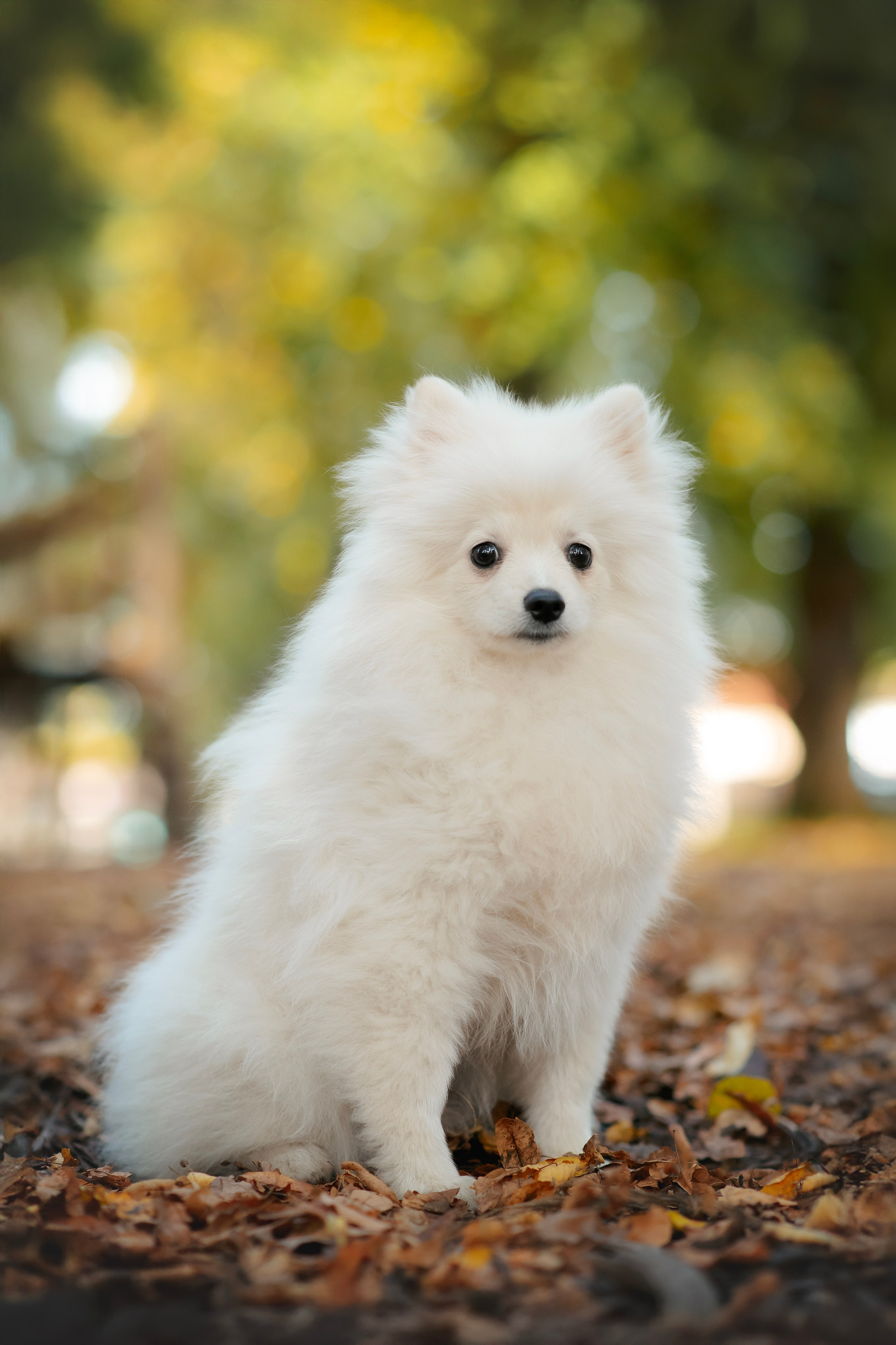 Малый немецкий шпиц — 18.09.2025. Фотограф — Анималист | Анна Абрамова