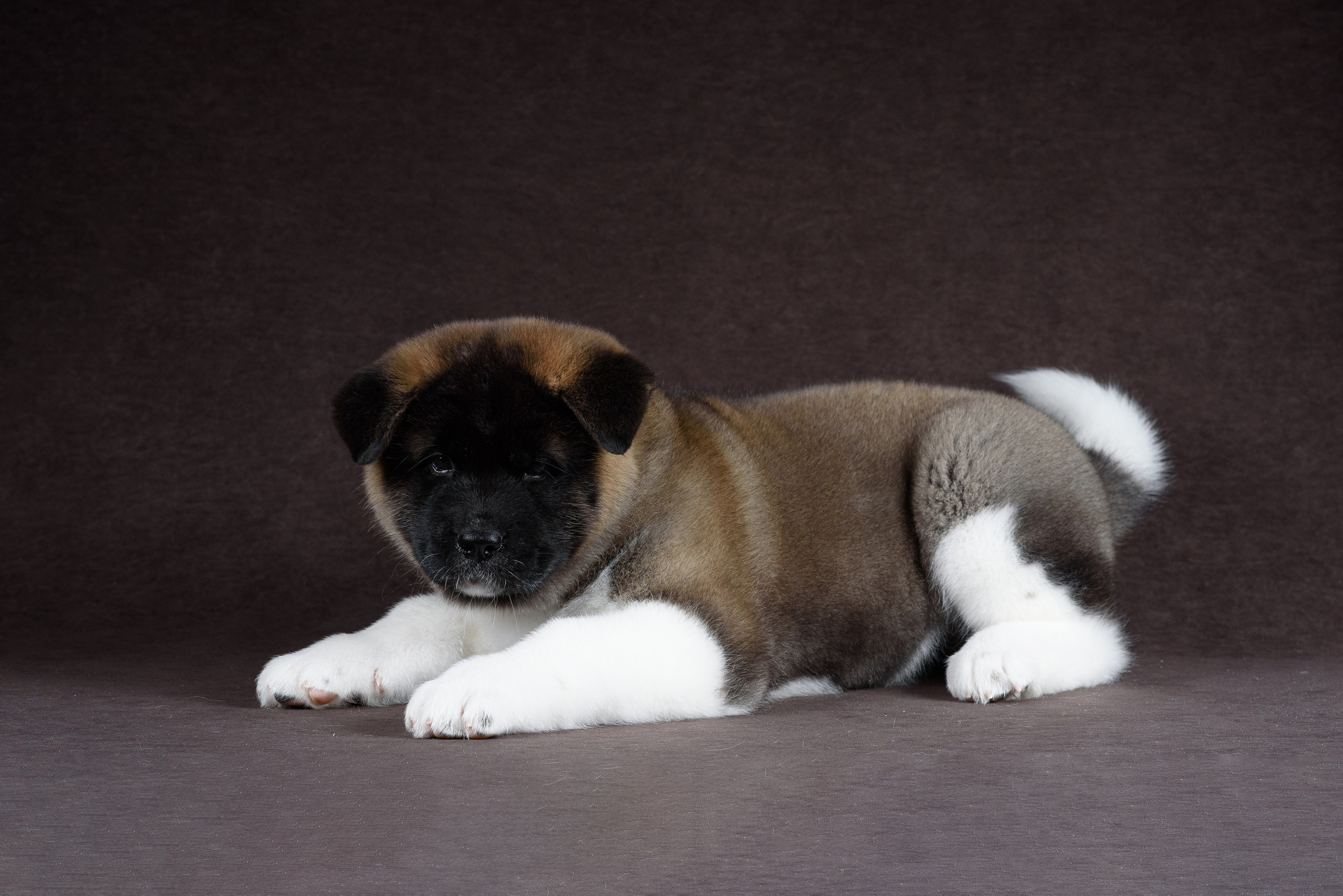 Щенки Американской Акиты (GRAND AMAK) Цезарь и Ника — 15.03.2024. Фотограф — Анималист | Анна Абрамова