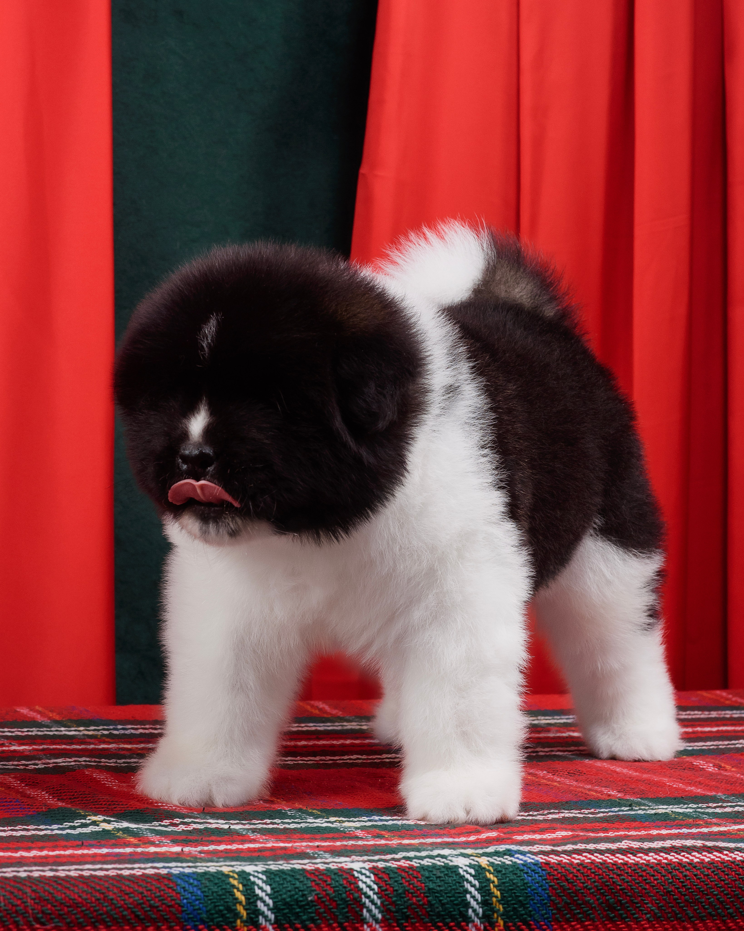 Щенки Американской Акиты. Фотограф — Анималист | Анна Абрамова