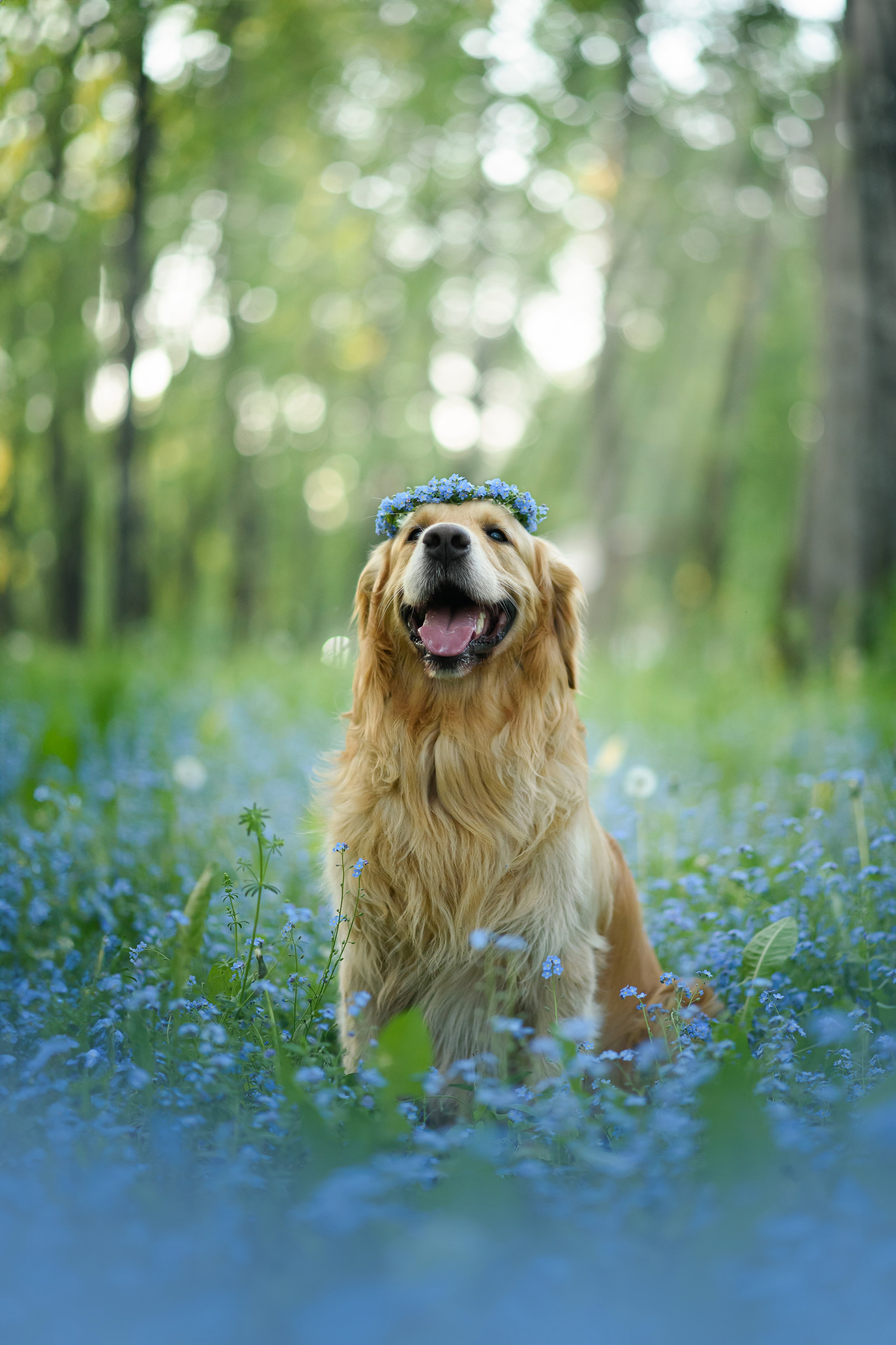 Степа, Йоки и Мята — 29.05.2024. Фотограф — Анималист | Анна Абрамова