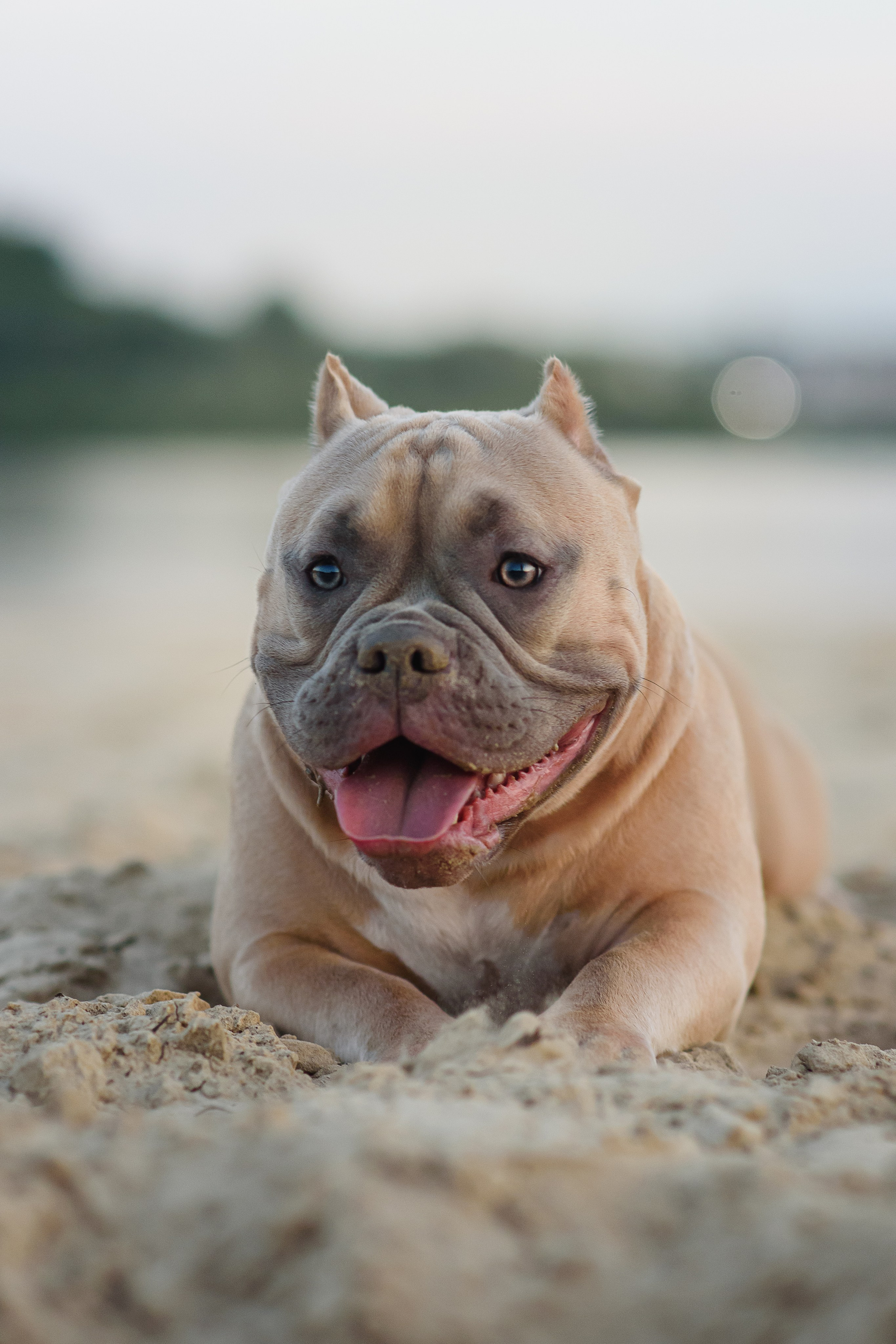 Аляска — Амбулли — 23.08.2024. Фотограф — Анималист | Анна Абрамова