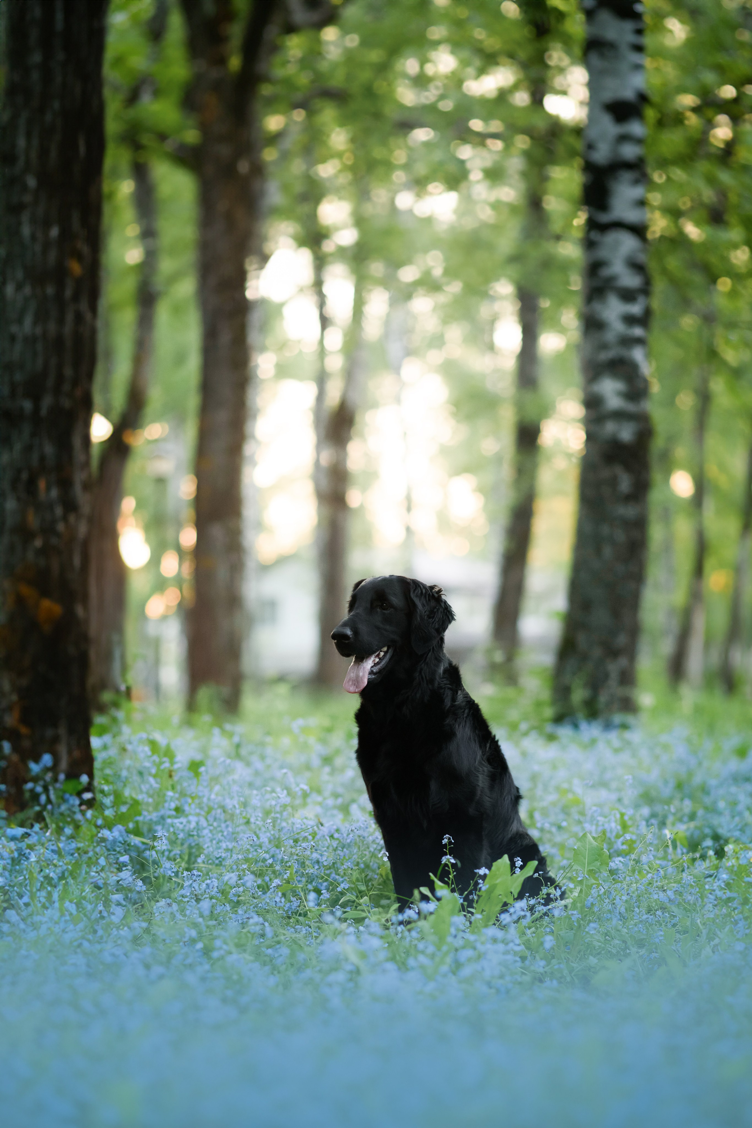 Степа, Йоки и Мята — 29.05.2024. Фотограф — Анималист | Анна Абрамова