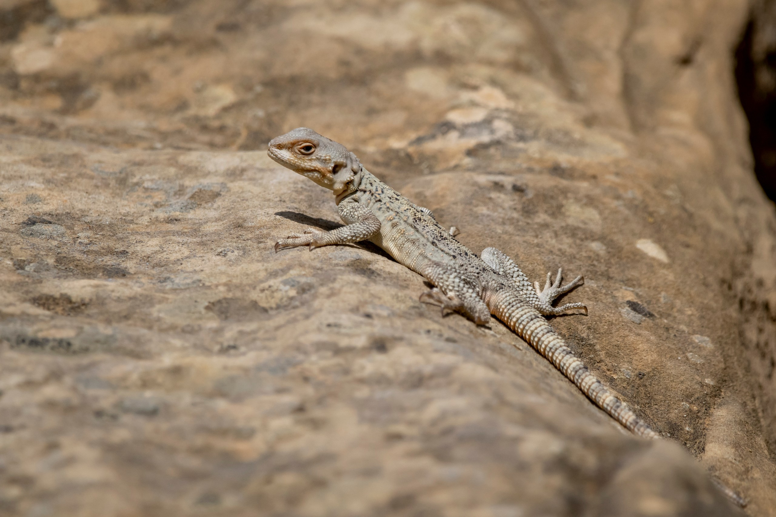 Природа Дагестана, сентябрь 2024. Foto-Zuev фотография как искусство
