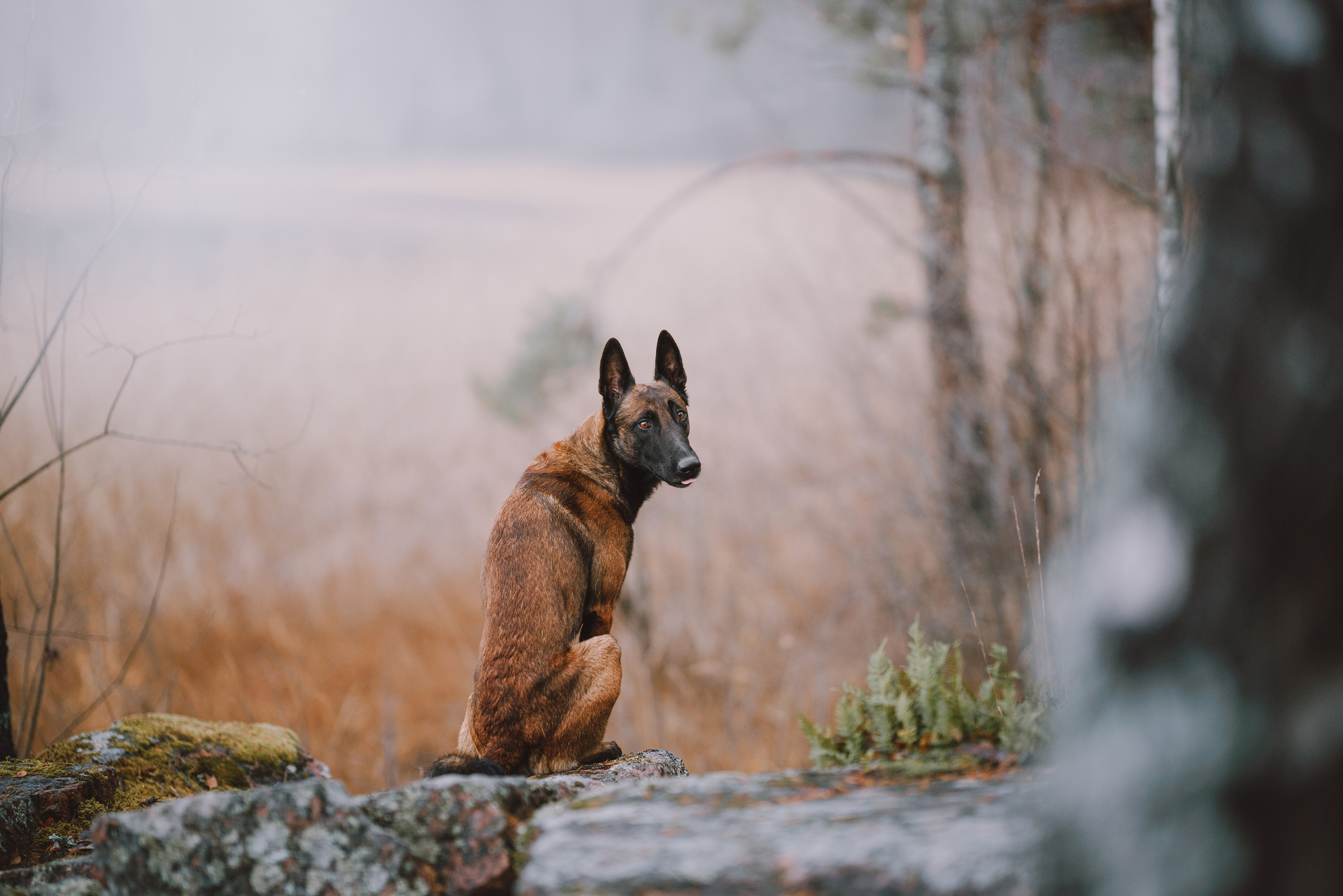 Раш. Фотограф анималист Осипчикова Мария