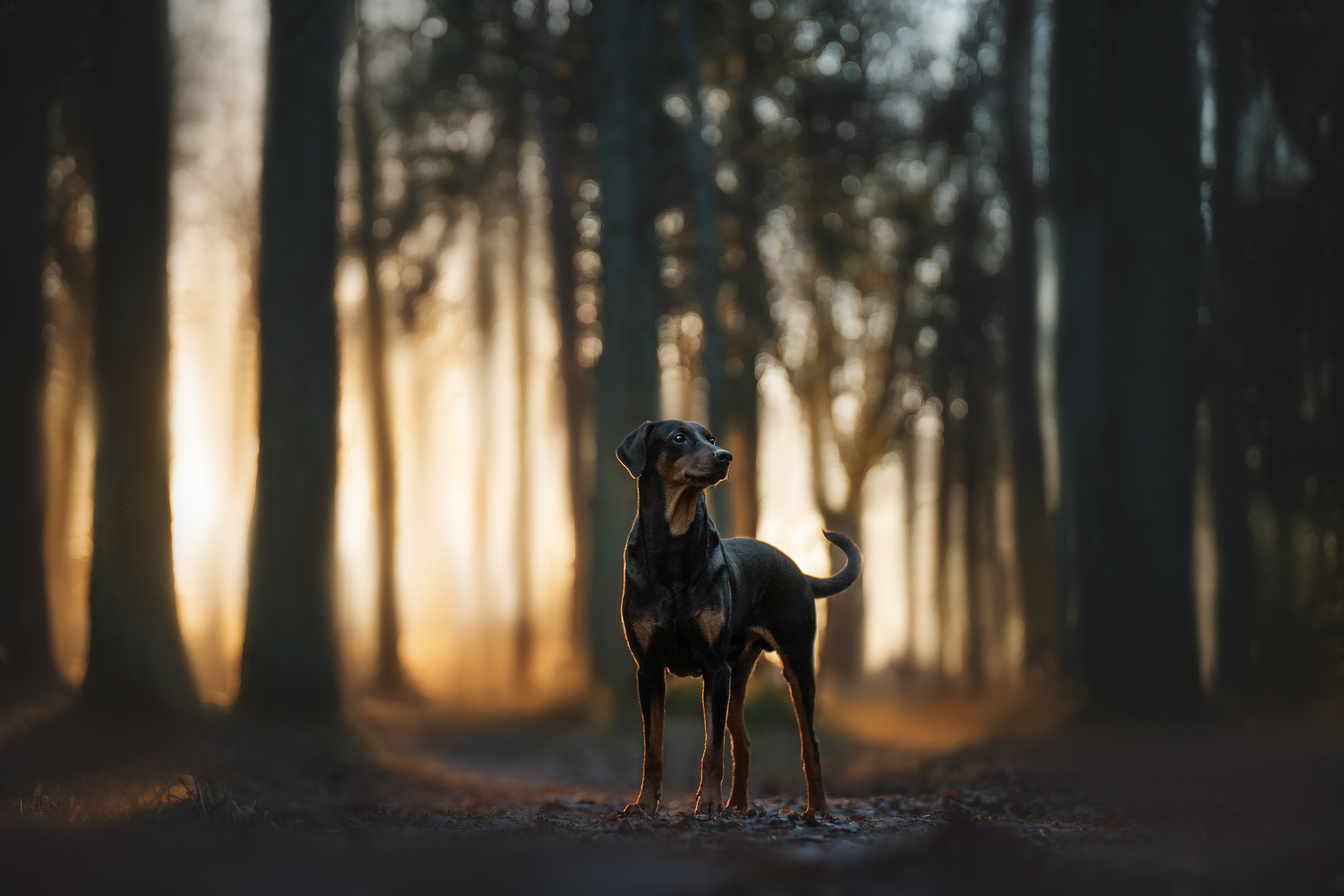 Реми. Фотограф анималист Осипчикова Мария