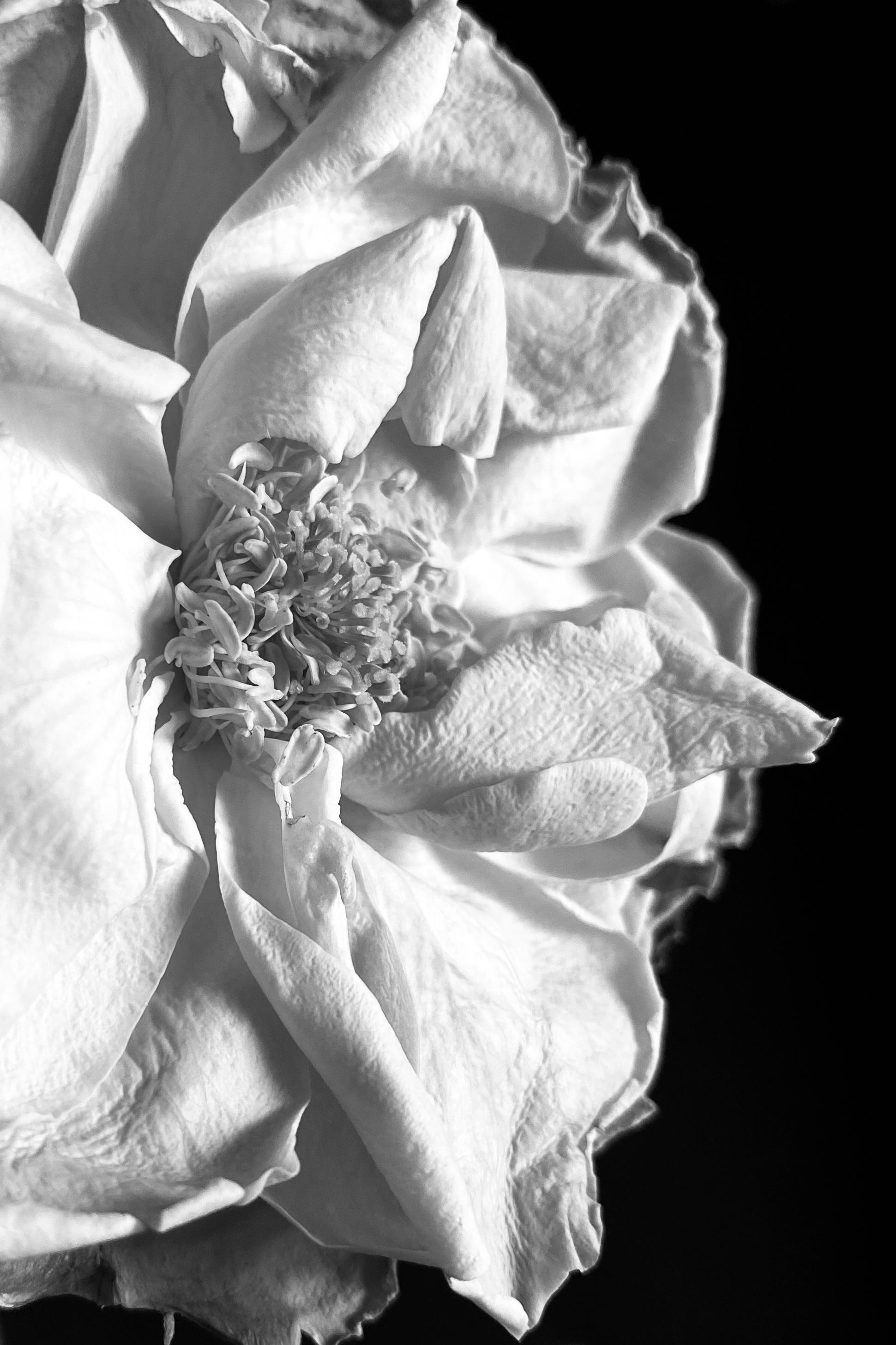 Женский портрет. Екатерина Денисова, фотограф, Москва