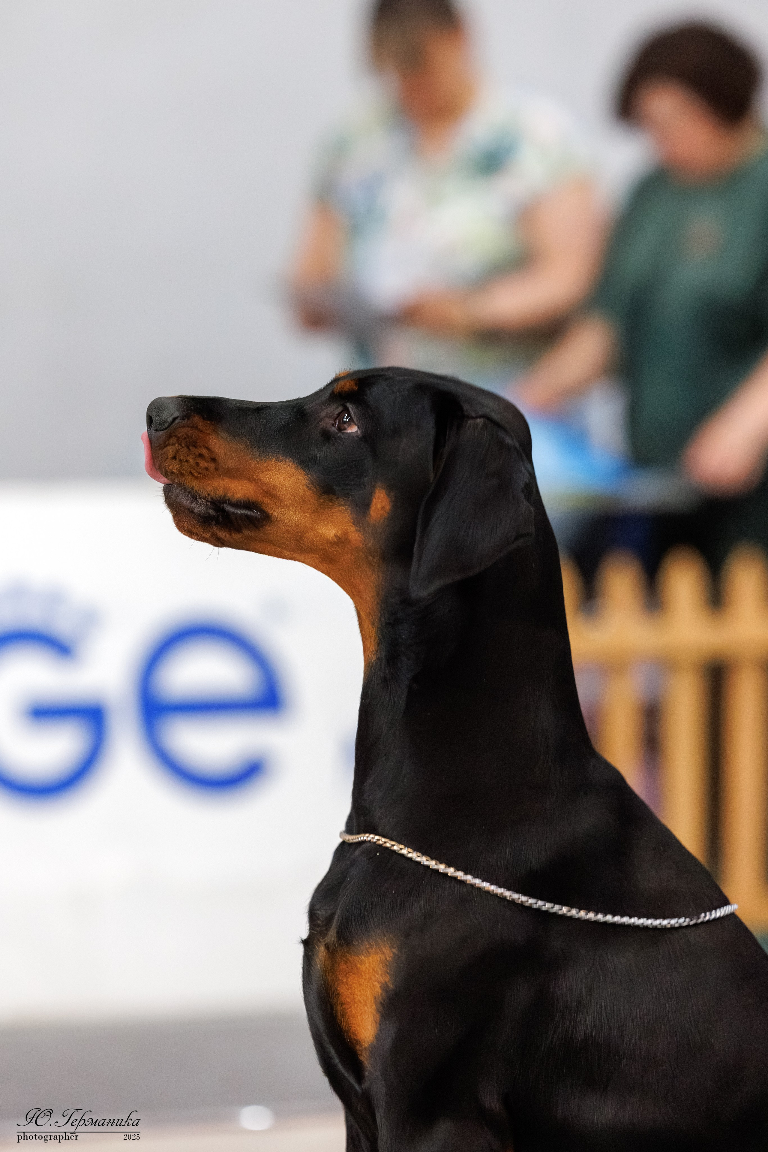 Ереван 2х CACIB 29-30.04.2025. Фотограф-анималист Юлия Германика