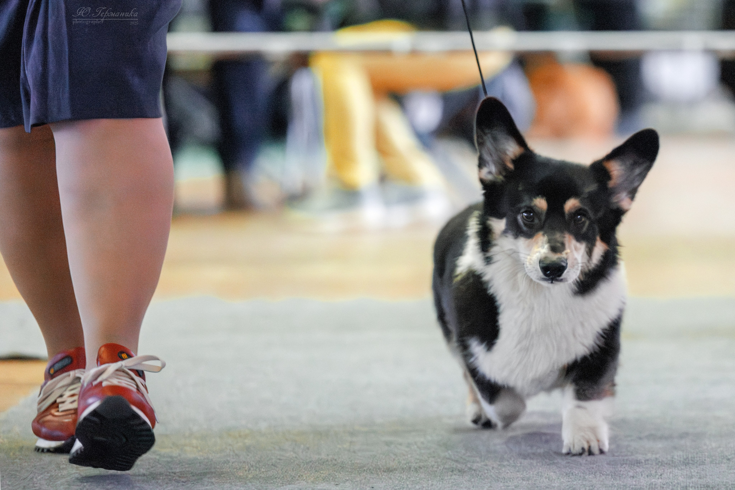 Тверь 21.12.2025. Фотограф-анималист Юлия Германика