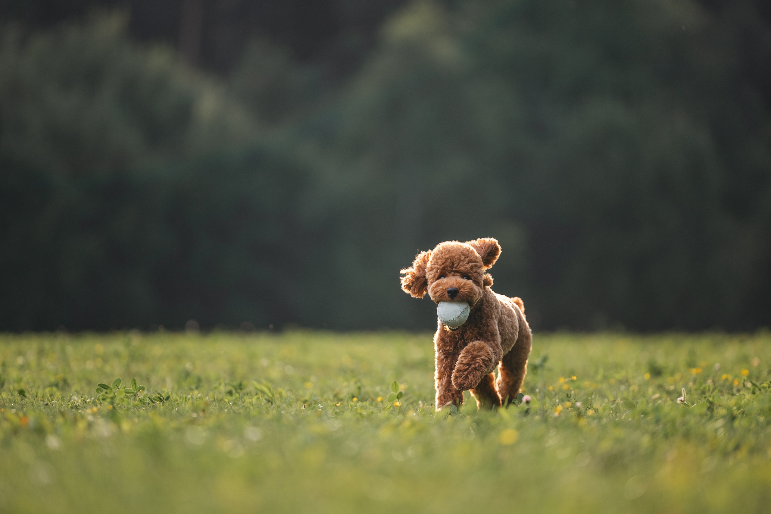 Джек. Фотограф Анималист в Москве Анастасия Жучкова