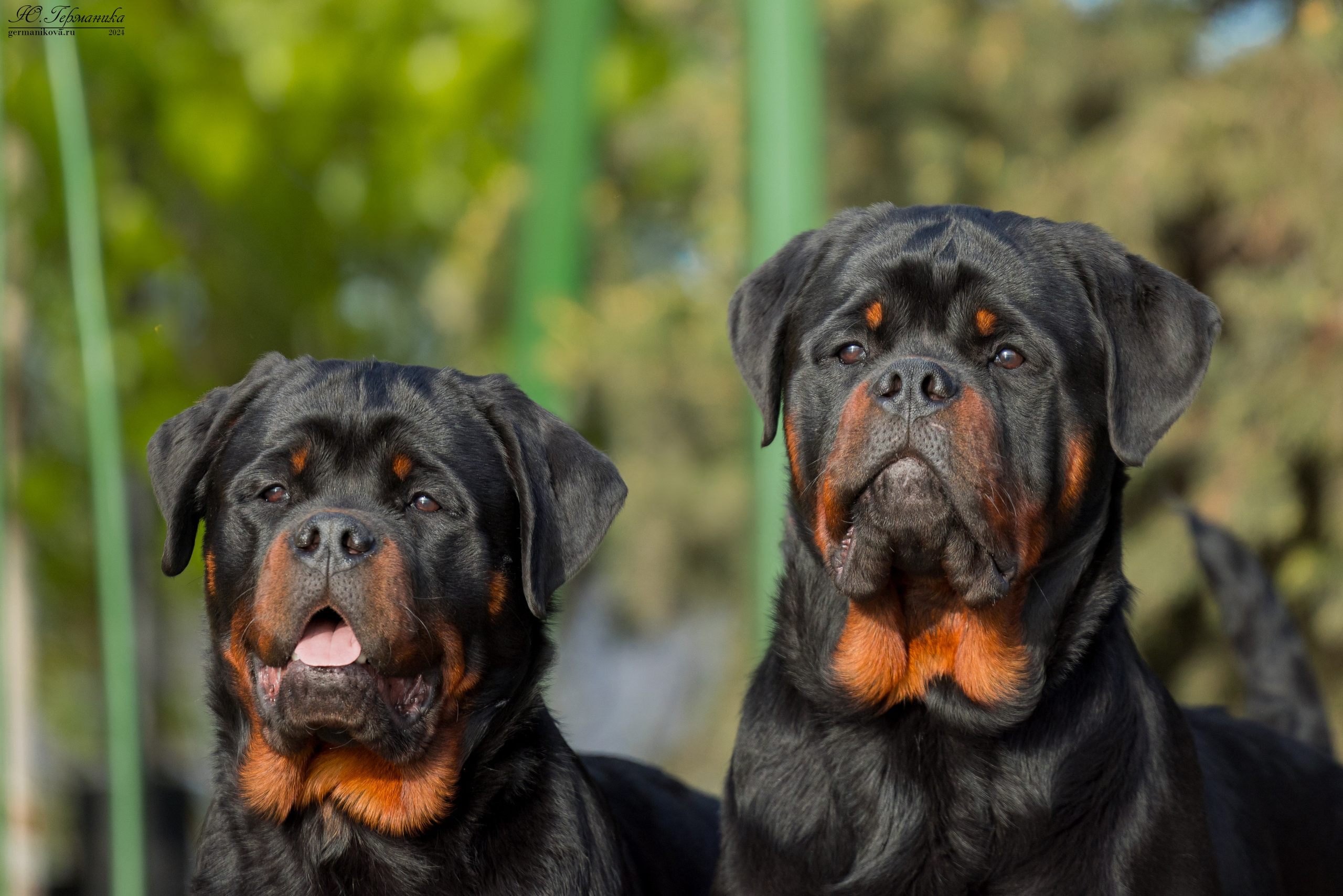 Саратов 2 х моно ротвейлеров 28-29.04.2024. Фотограф-анималист Юлия Германика