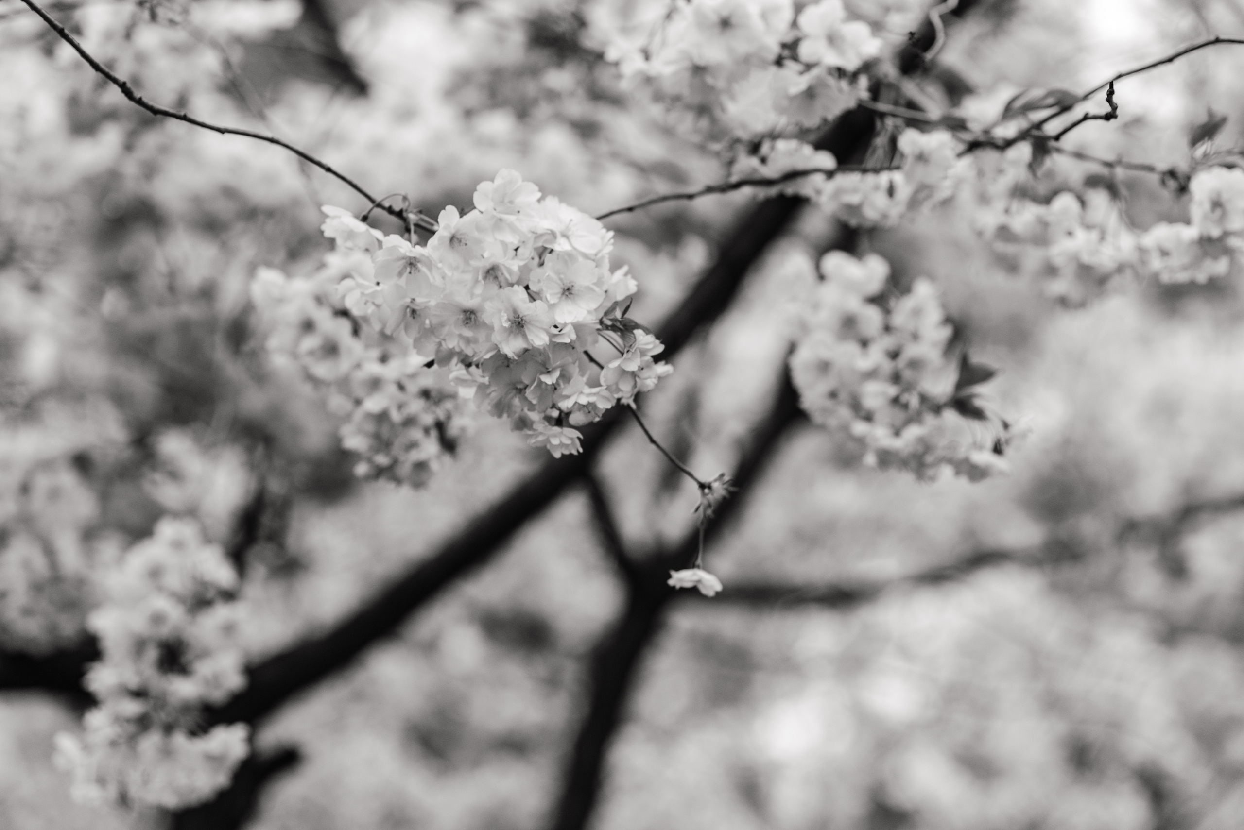 Аня+Саша. Фотограф в Санкт-Петербурге Юлия Стехова