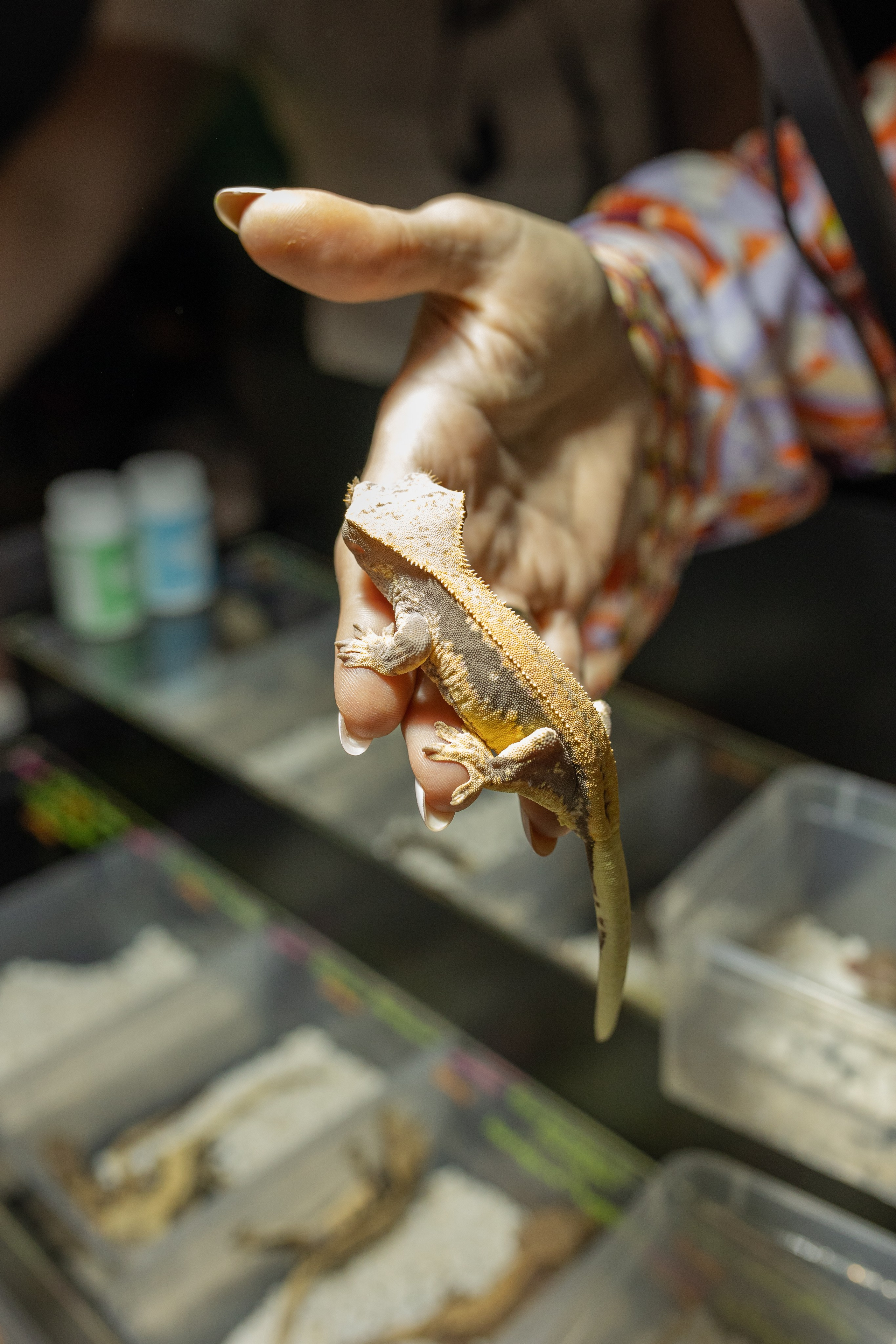 Рептилиум 2024. Александра Куликова фотограф, Москва